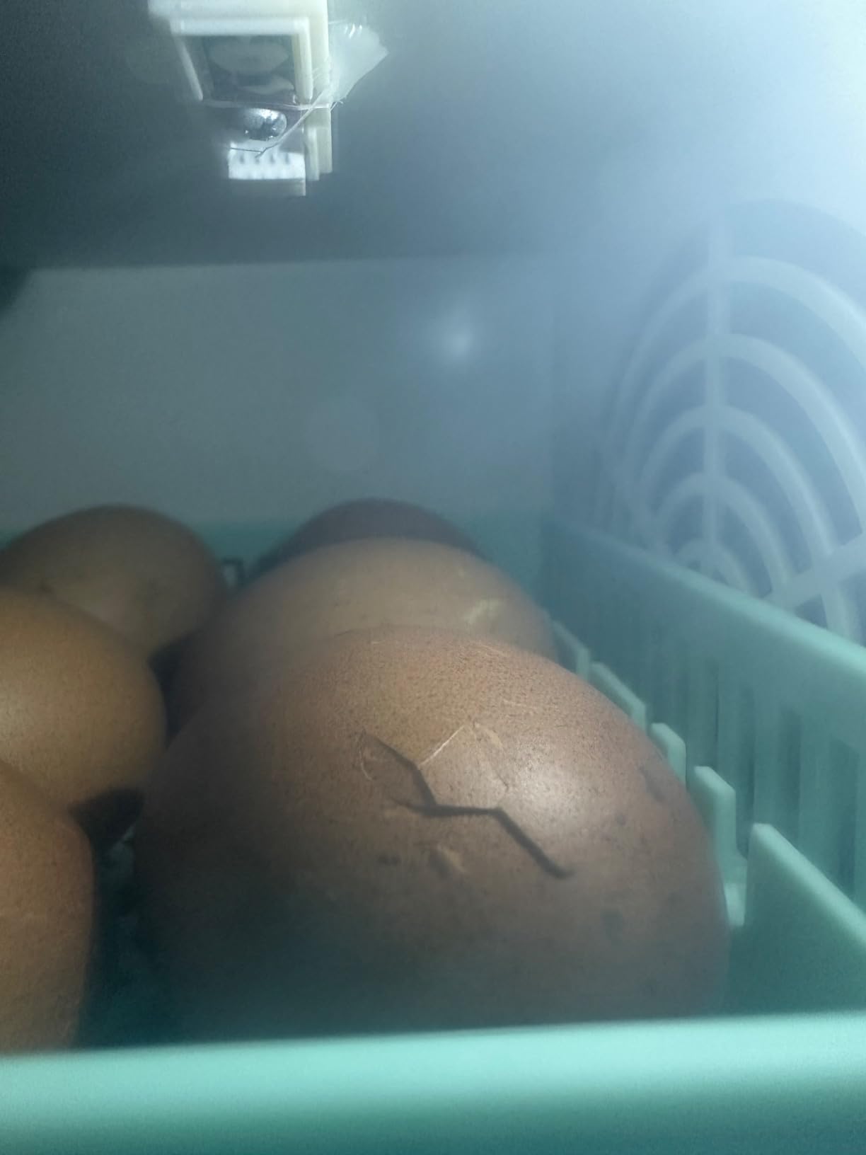 Cabinet Incubators for Hatching Eggs, 24 Egg Incubator | Automatic Turning, Temperature & Humidity Control, Temp Display, for Chicken Duck Quail Goose Pigeon customer photo 2