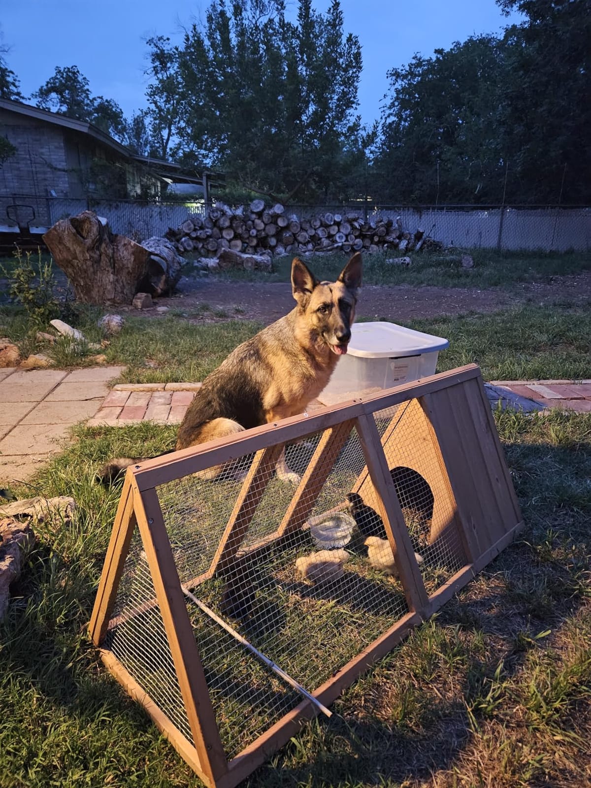 Outdoor Chicken Coop Wooden A-Frame Small Animal Coop Rabbit House Quail Cages with Outdoor Runs & Ventilated Wire Fence Suitable for Garden Backyard Farms 47 x 18 x 19.5 in (Brown) customer photo 1