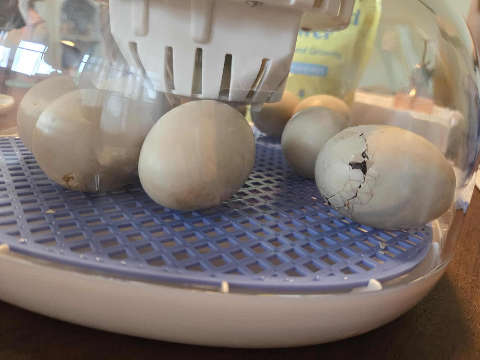 12 Egg Incubators for Hatching Eggs, Temperature and Humidity Control, Automatic Egg Turning, Egg Candler, Automatic Water Refill, for Chicken, Quail & Duck Eggs, Perfect for Home, Farm, Classroom customer photo 2
