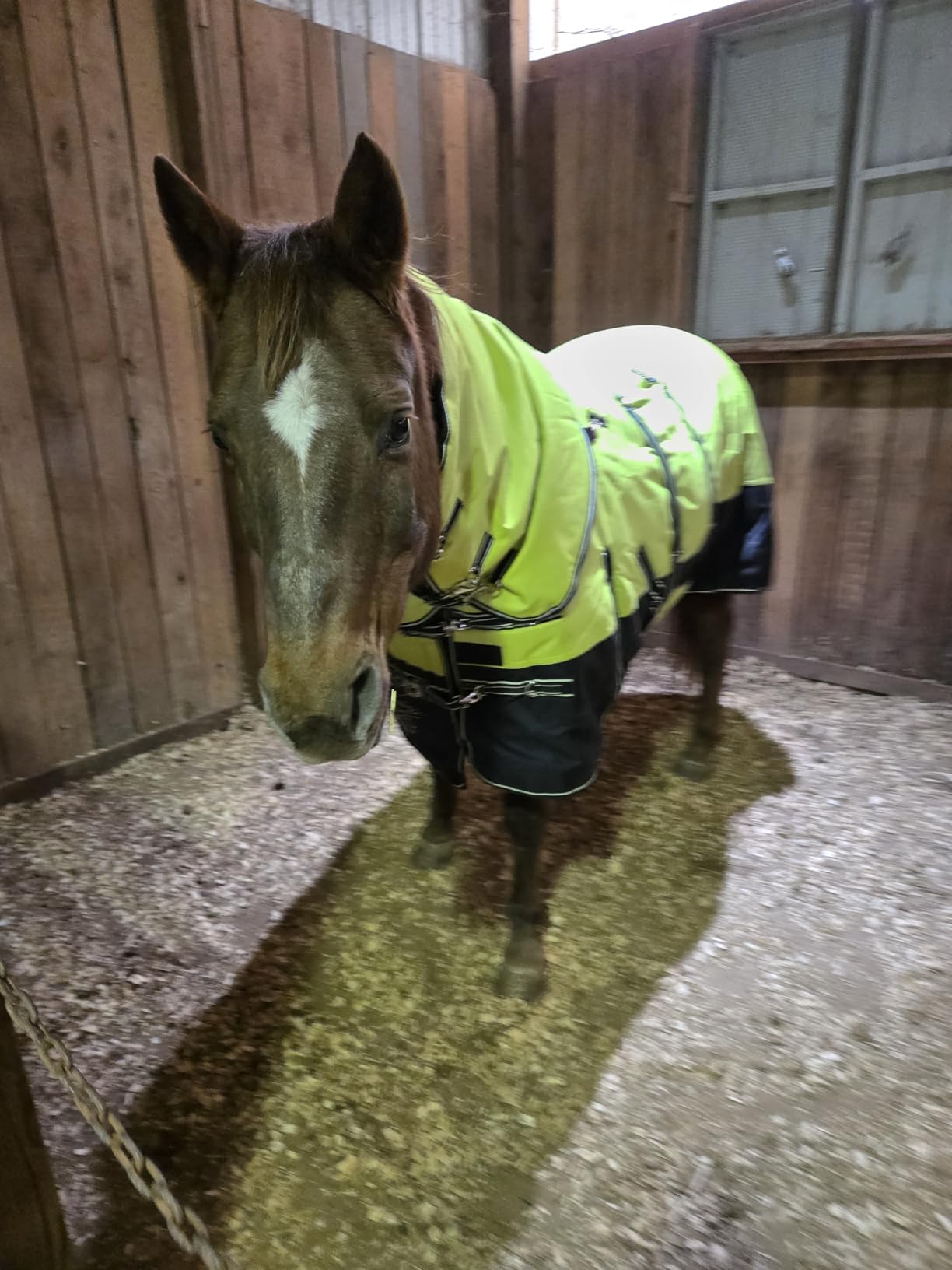 HILASON 1200D Winter Waterproof Turnout Horse Blanket Belly Wrap Neck Cover customer photo 2