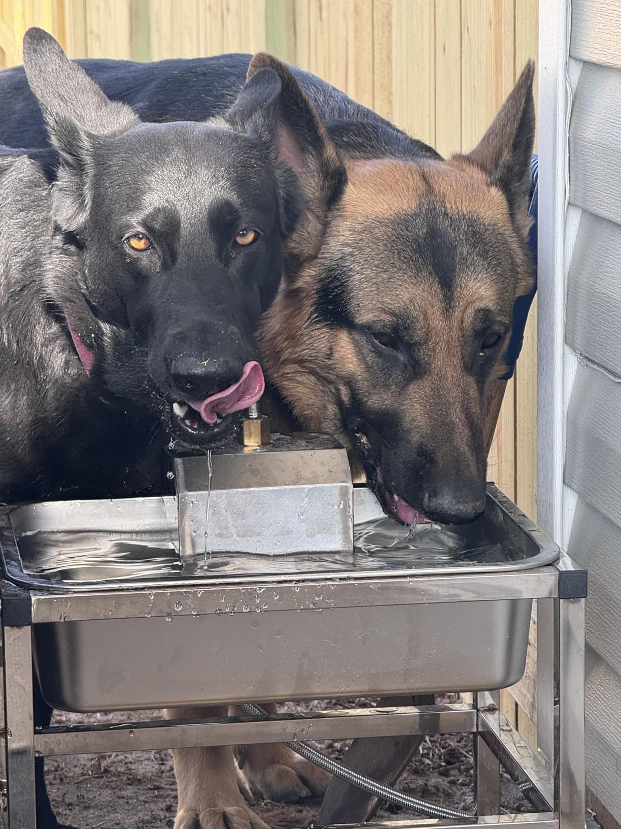 3Gal Automatic Dog Water Bowl Dispenser Large Breed Elevated Outdoor Large Dog Water Bowl with Stand Raised Stainless Auto Fill Waterer with Float Valve for Big Dogs Pets Cats Chicken Livestock customer photo 2