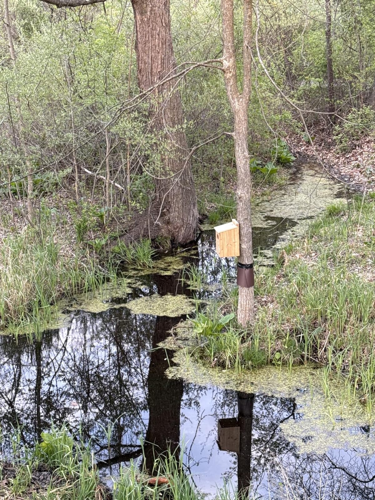 Duck House - Wood Duck Houses for Outside, Duck Nesting Box Outdoor Shelter for Pond, Wetland Ducks and Hooded Mergansers 17x10x10 Inches customer photo 2