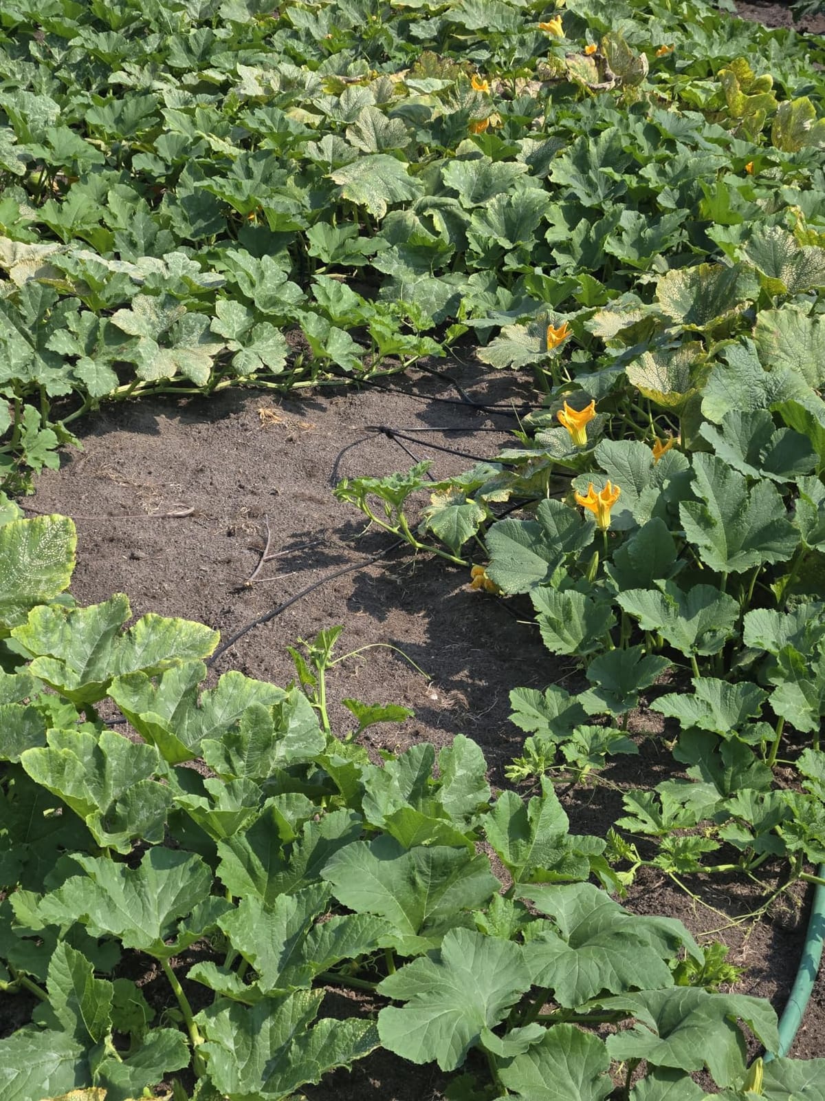 Bonviee 247FT Drip Irrigation System, 50FT 5/16 Mainline, Quick Connect | 50FT 5/16 and 197FT 1/4 Tubing. Garden watering System for Raised Beds, Greenhouses. 70% Water Savings. GRS Certified. customer photo 1