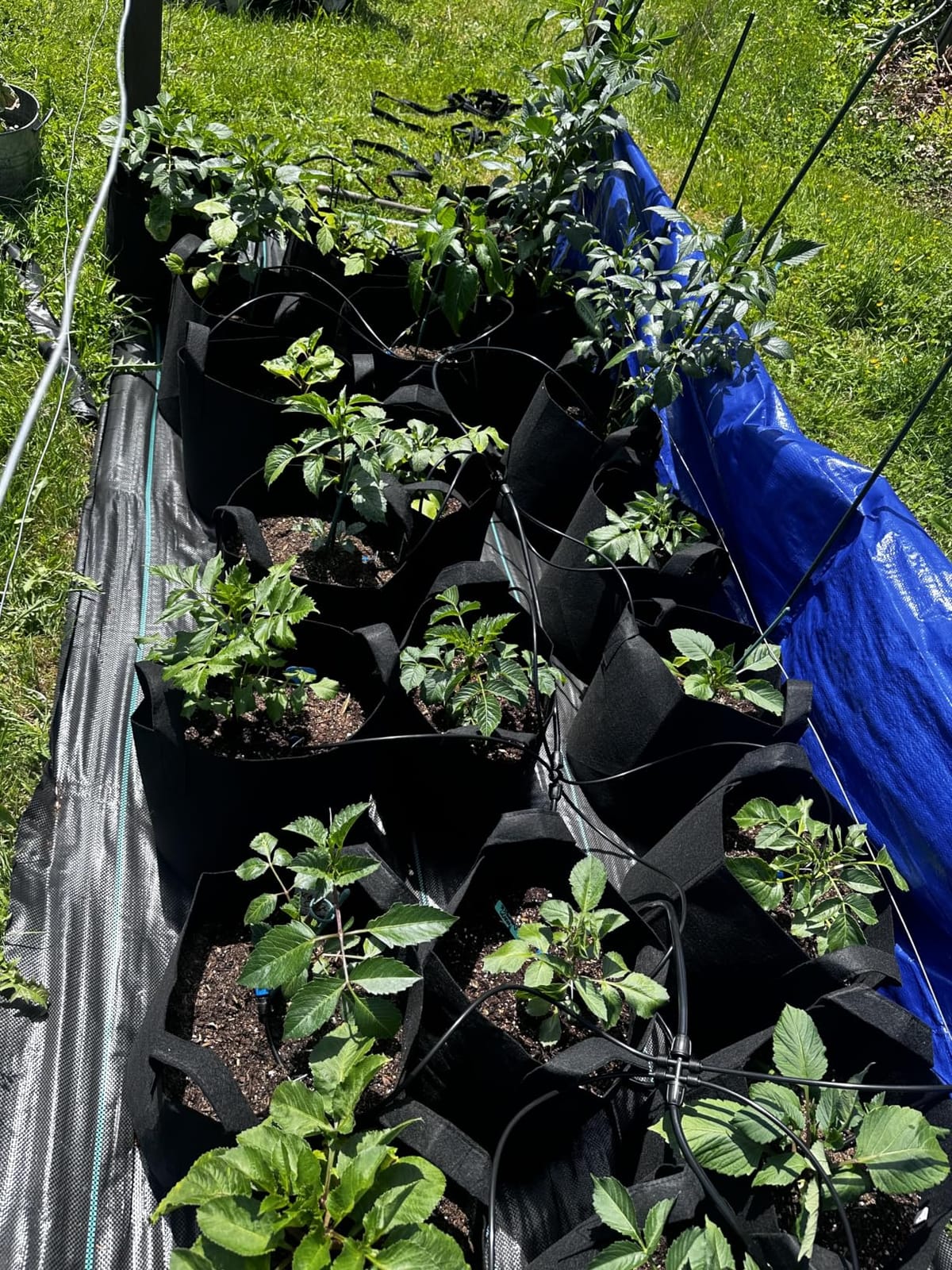 Bonviee 247FT Drip Irrigation System, 50FT 5/16 Mainline, Quick Connect | 50FT 5/16 and 197FT 1/4 Tubing. Garden watering System for Raised Beds, Greenhouses. 70% Water Savings. GRS Certified. customer photo 2
