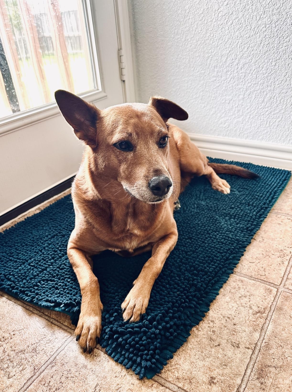 Muddy Mat | Super Water Absorbent Door Mat Indoor, Microfiber Quick Dry Chenille Entryway Rug, Slip Resistant Front Door Mat, Indoor Mats for Entryway, Machine Washable Pet Rug, Black 24x36 customer photo 1