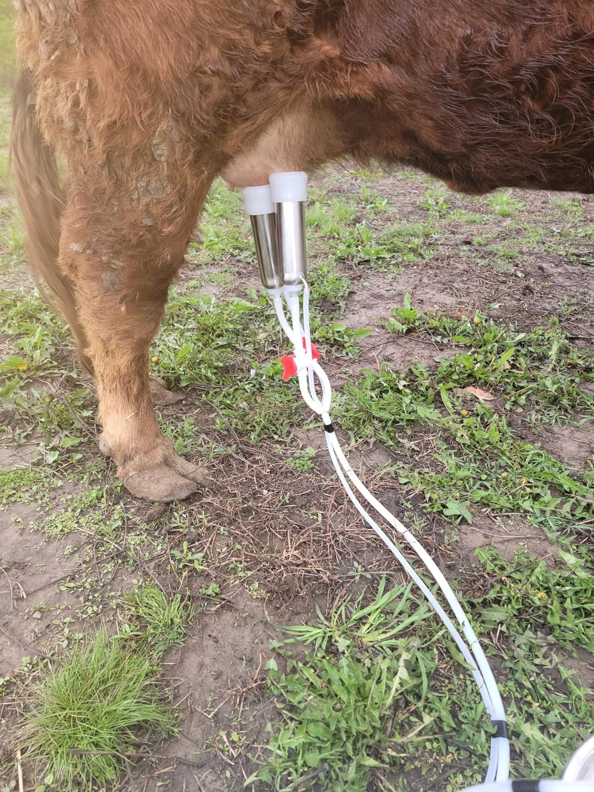 10L Cow Milking Machine Portable Vacuum Pump, Rechargeable Electric Cow Milker Machine Adjustable Suction Pulsation Vacuum customer photo 1