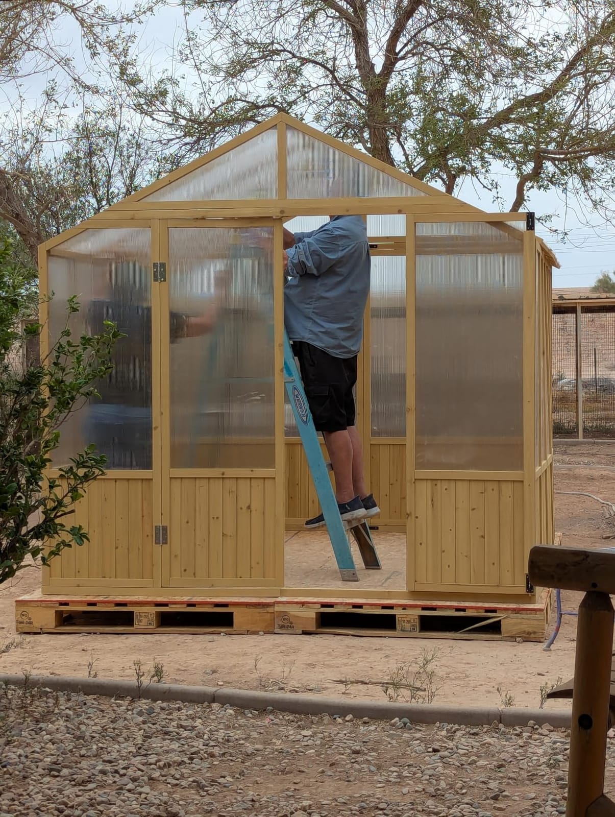 Jocisland 8x9.5x7.5 Ft Wooden Greenhouse, Pre-Assembled Solid Cedar Frame, Walk-in Design, Lockable Door, Adjustable Roof Vents, Polycarbonate Panels for Outdoor, Garden, Backyard customer photo 1