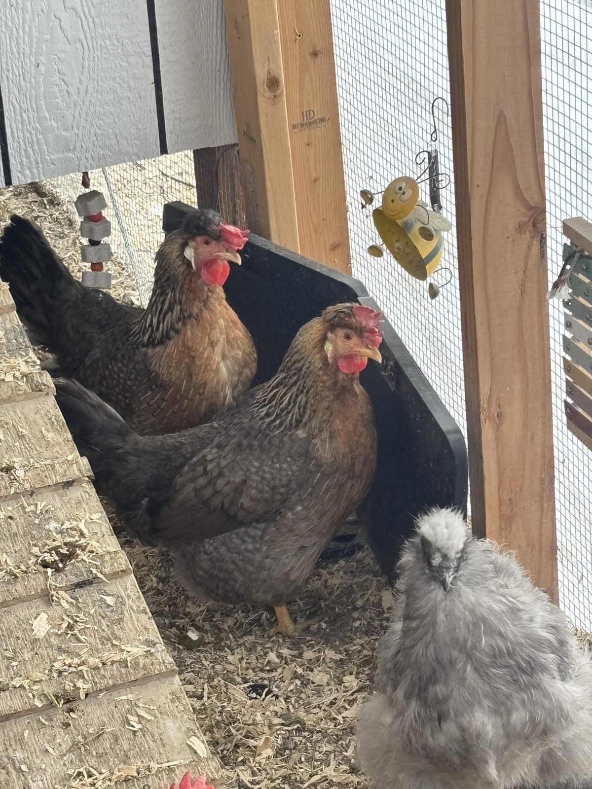 HOPOCO Smart Chicken Coop Heater with Efficient Thermostat, Compatible with Timers & Temp Controllers, 200W Safe Inside Radiant Flat Panel Warmer, Remote-Adjustable for Pets & Animals in Winter customer photo 1