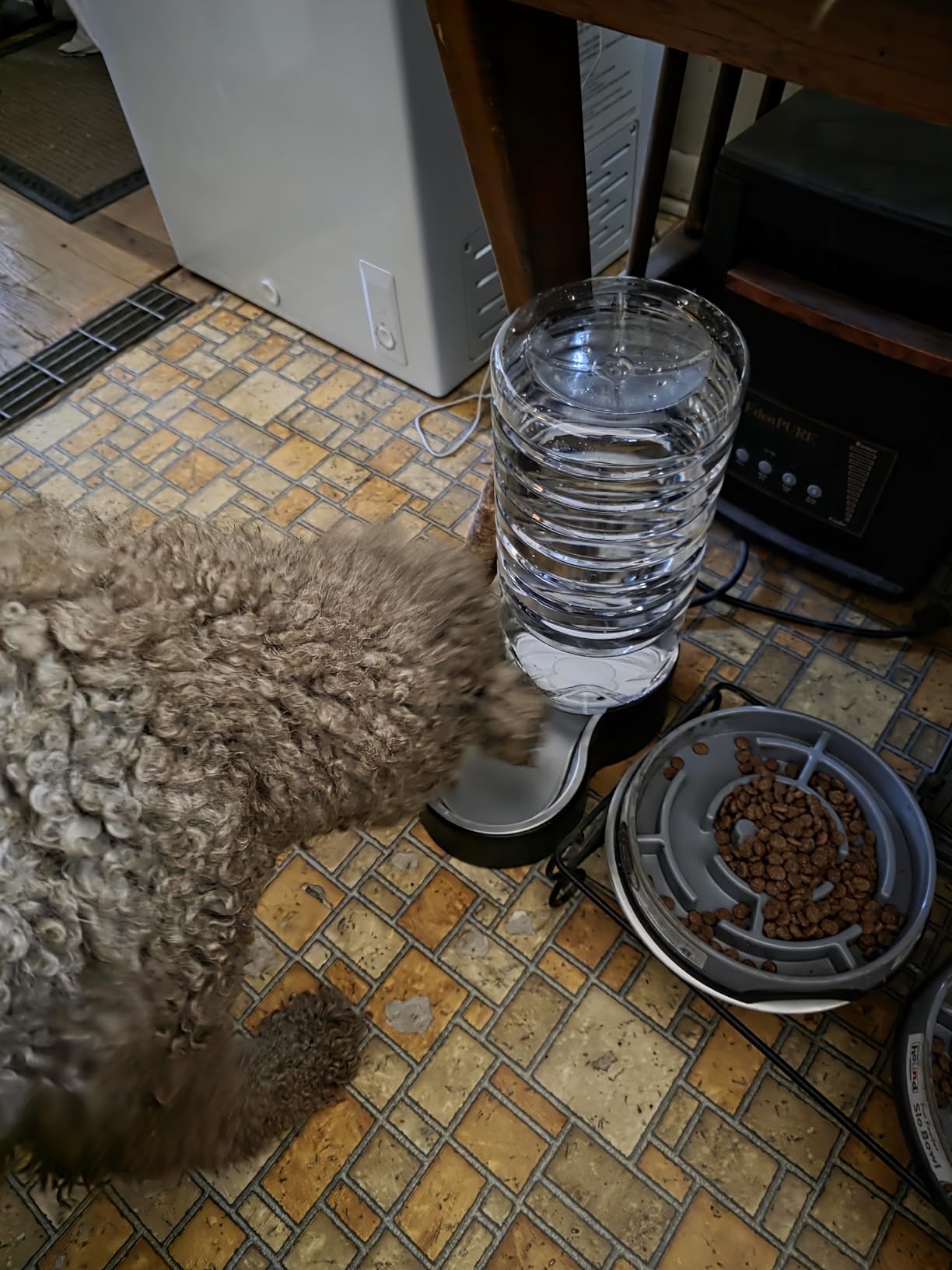 Heouvo 2.5 Gallon Automatic Dog Water Dispenser (9.5L-Black) | Wide Mouth, Easy Clean/ Removable Stainless Steel Bowl/ Gravity Refilling, Large Capacity for Cats and Dogs, Multi-Pet Homes customer photo 2