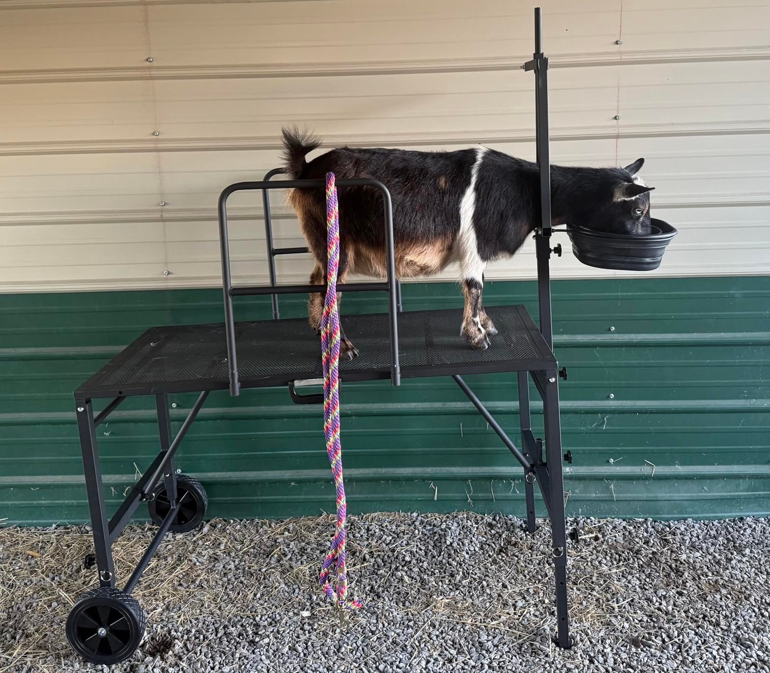 Goat Stand with Adjustable Headpiece & Legs, Goat Milking Stand with Feeder, Rails & Wheels, Stanchion for Grooming & Hoof Trimming, Sheep Stand for Shearing Heavy-Duty Steel Platform, Black customer photo 1