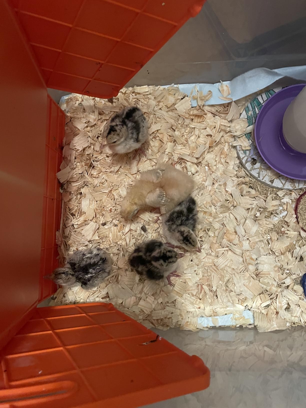 Chick Brooder Heater Plate for Baby Chicks, Ducklings & Poultry customer photo 1
