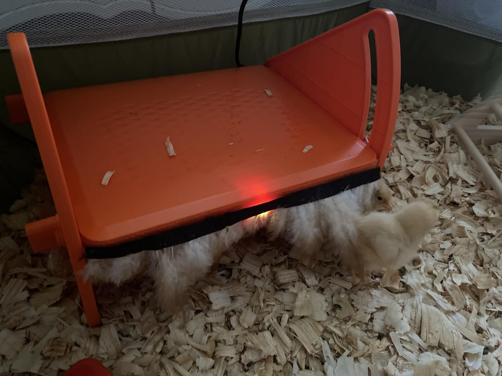 Chick Brooder Heater Plate for Baby Chicks, Ducklings & Poultry customer photo 2