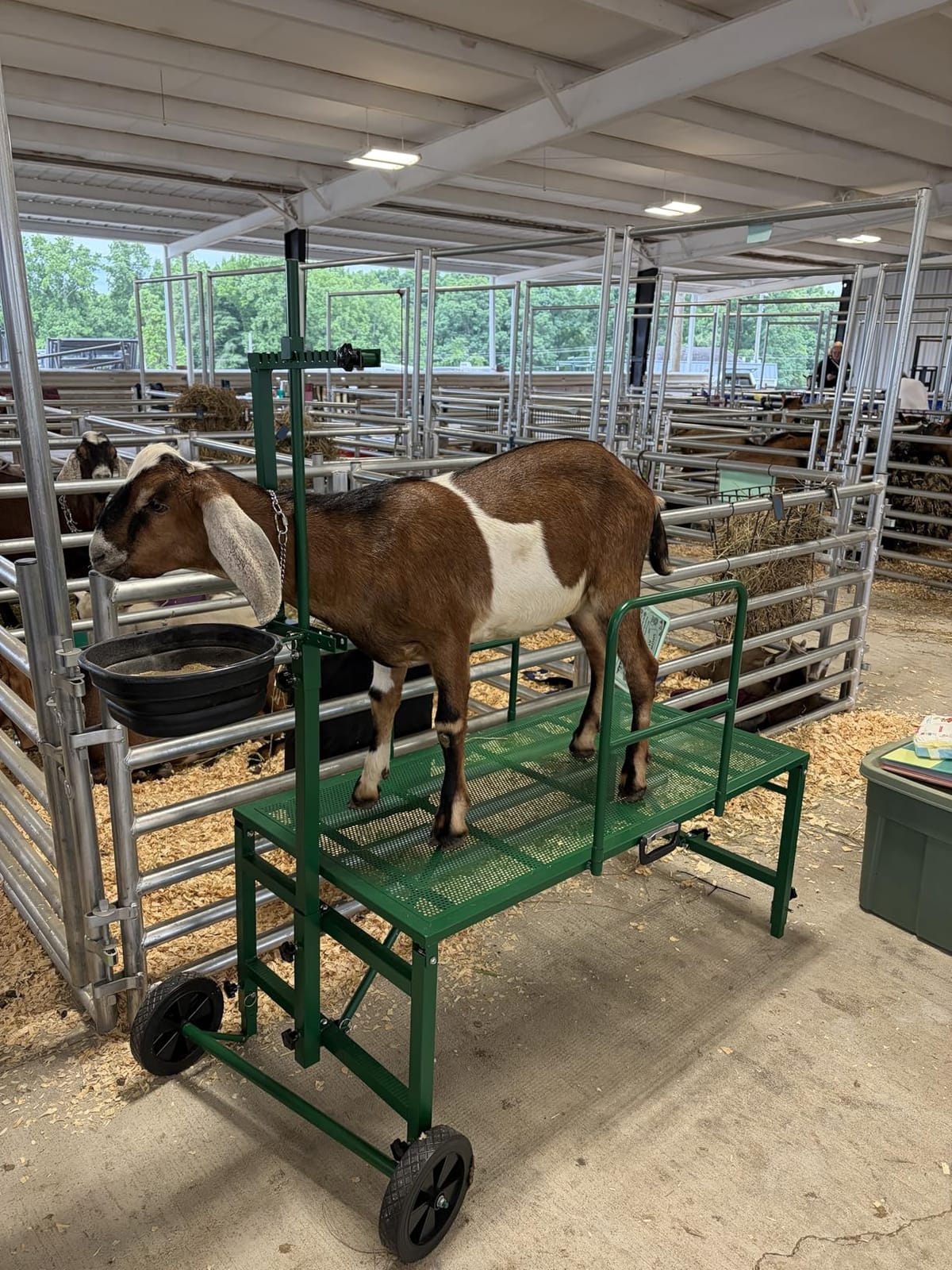 Goat Stand with Adjustable Headpiece & Legs, Goat Milking Stand with Feeder, Rails & Wheels, Stanchion for Grooming & Hoof Trimming, Sheep Stand for Shearing Heavy-Duty Steel Platform, Green customer photo 2