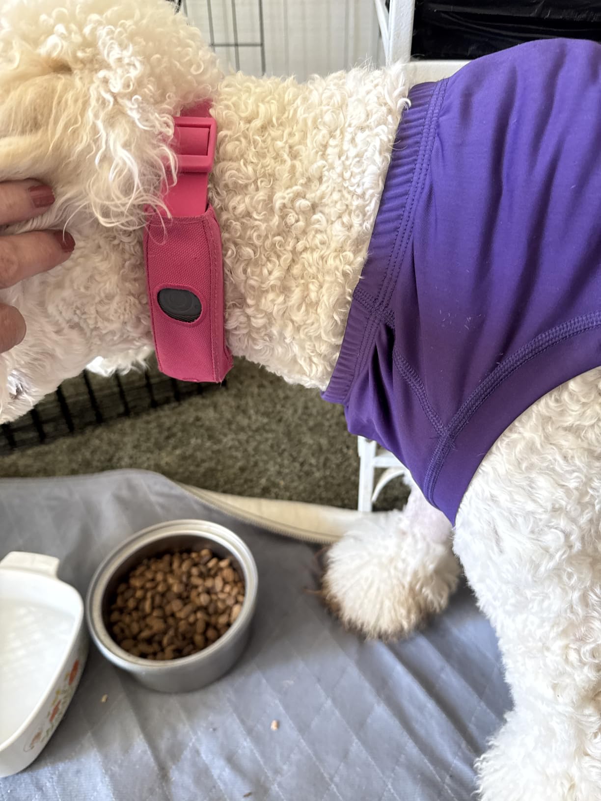 Halo Collar 5 GPS Wireless Dog Fence, Midnight | Keep Your Dog Safe with Custom Boundaries, Real-Time Tracking, and Instant Alerts at Home, Away, or Off-Grid customer photo 2