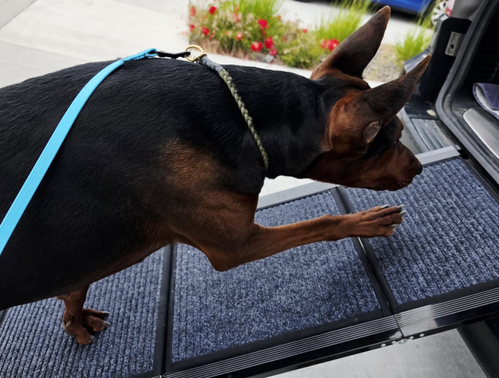 Upgraded Dog Ramp for Car 71