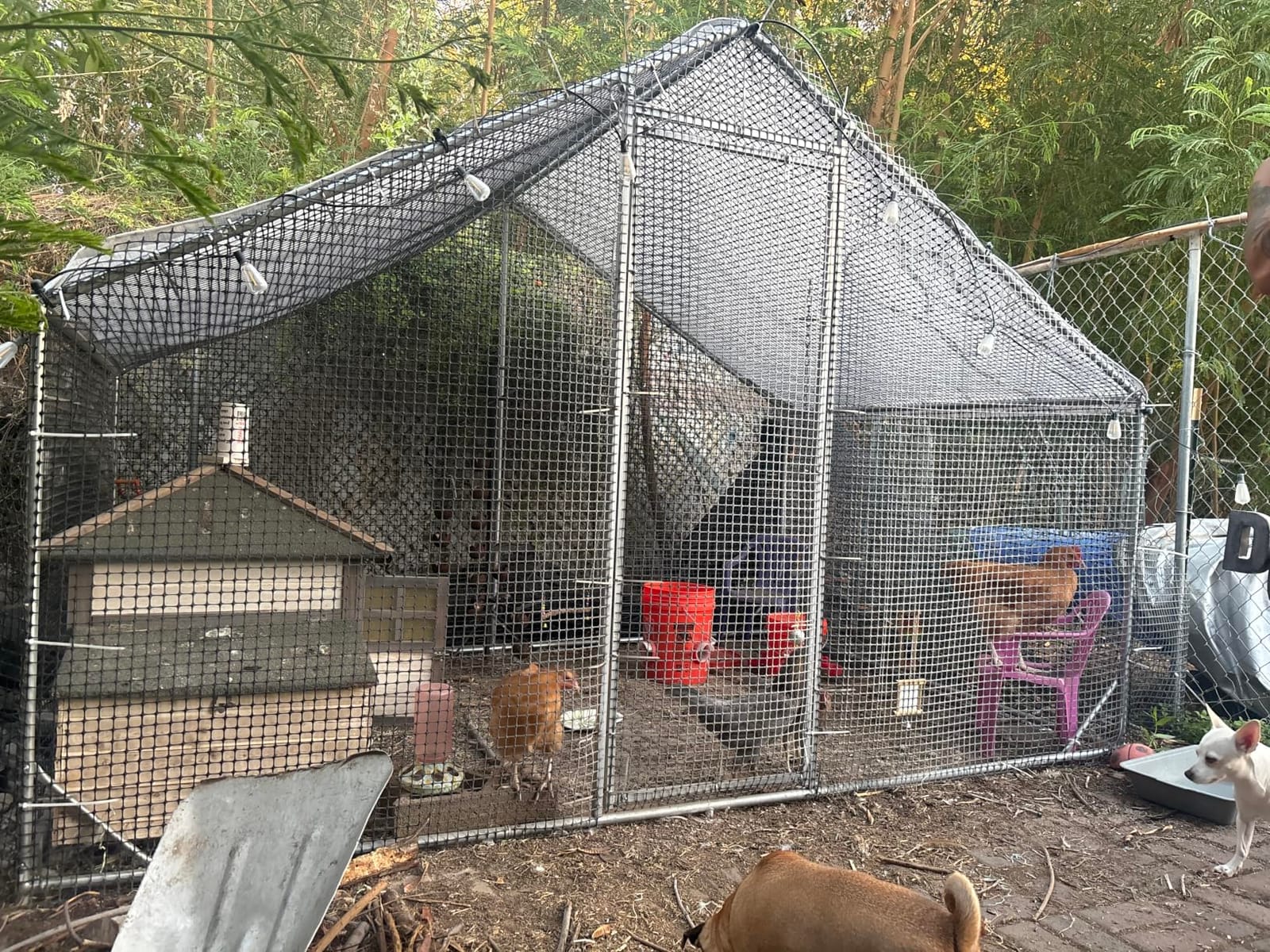 CAMMOO Metal Chicken Coop with Run, 13.1x9.8x6.6ft, Walk-in Chicken Run for Yard with Cover, Upgrade Double Lock & Rust-Proof Mesh, Stainless Steel Ties, Easy Assembly, Chicken Pen for Ducks, Rabbits customer photo 2