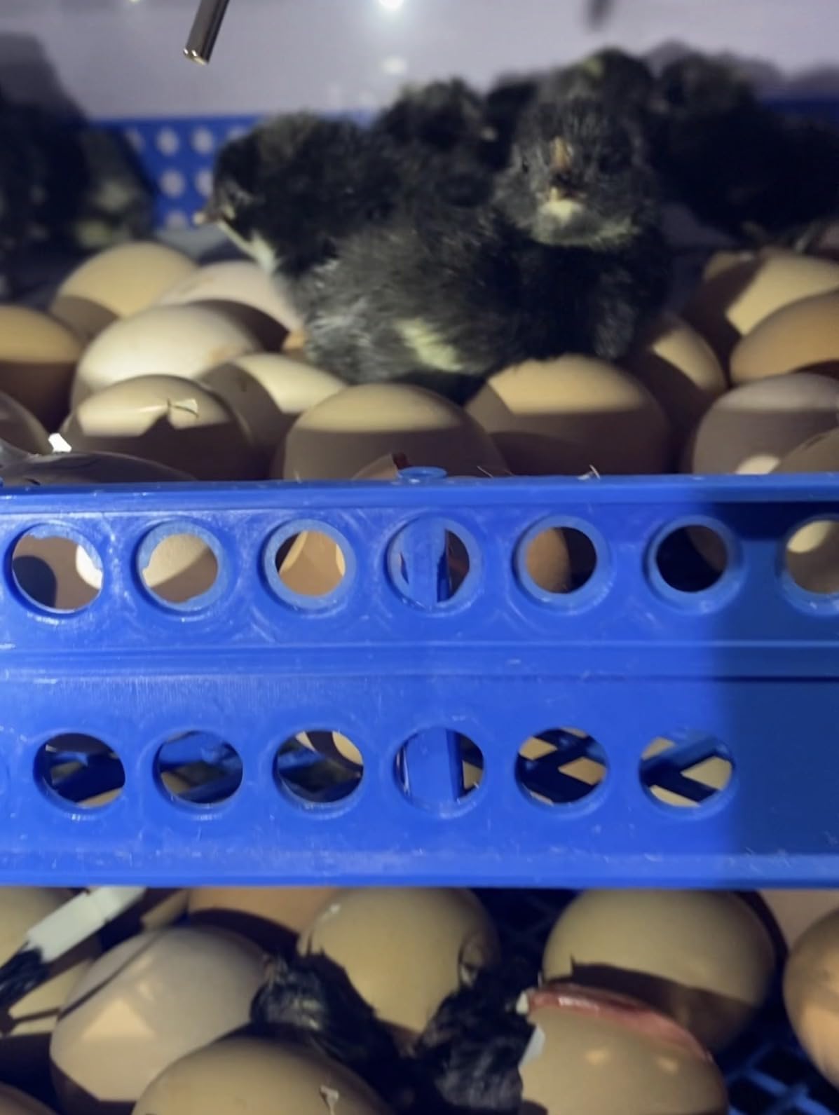 Vevitts 136 Eggs Automatic Egg Incubator with Auto Turner, Digital Temperature Humidity Control & Water Refill, Incubators for Hatching Eggs for Chicken Duck Goose Pigeon Eggs customer photo 1