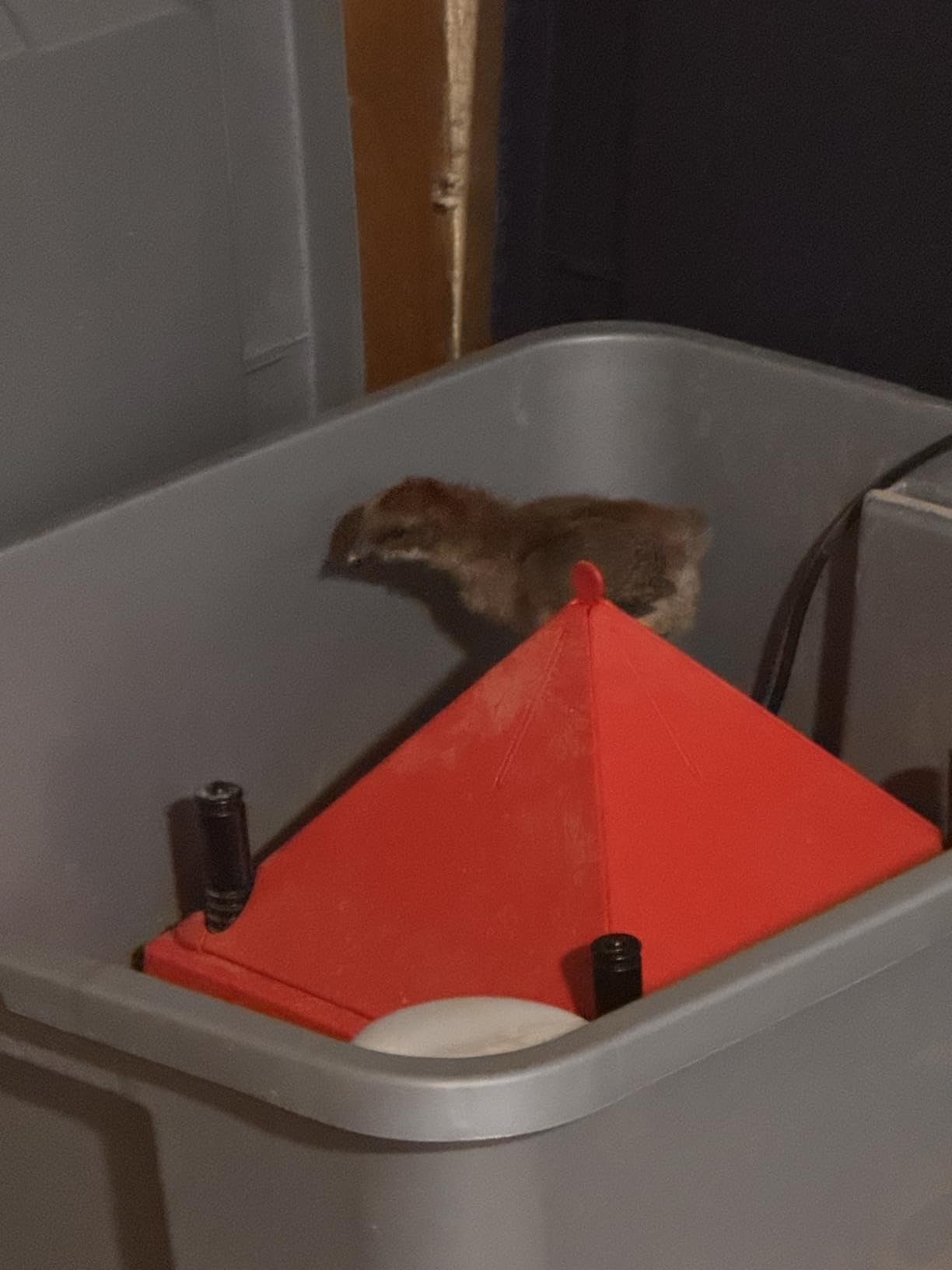 Chick Brooder Heater with Anti-Roost Cone & Constant Temp Red 12