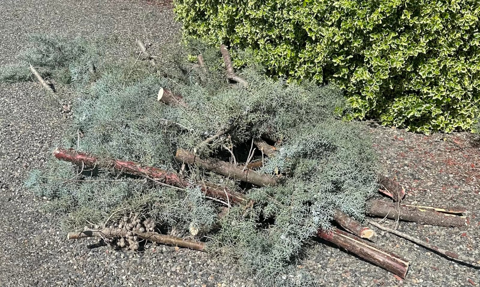 2-in-1 Cordless Pole Saw & Chainsaw, Compatible with Dewalt 20V Battery | 4.0ah Battery Included. 14.5 FT Extension Pole. Brushless Motor. Auto-Oiling System. Hand Held Chainsaw for Tree Trimming. customer photo 2