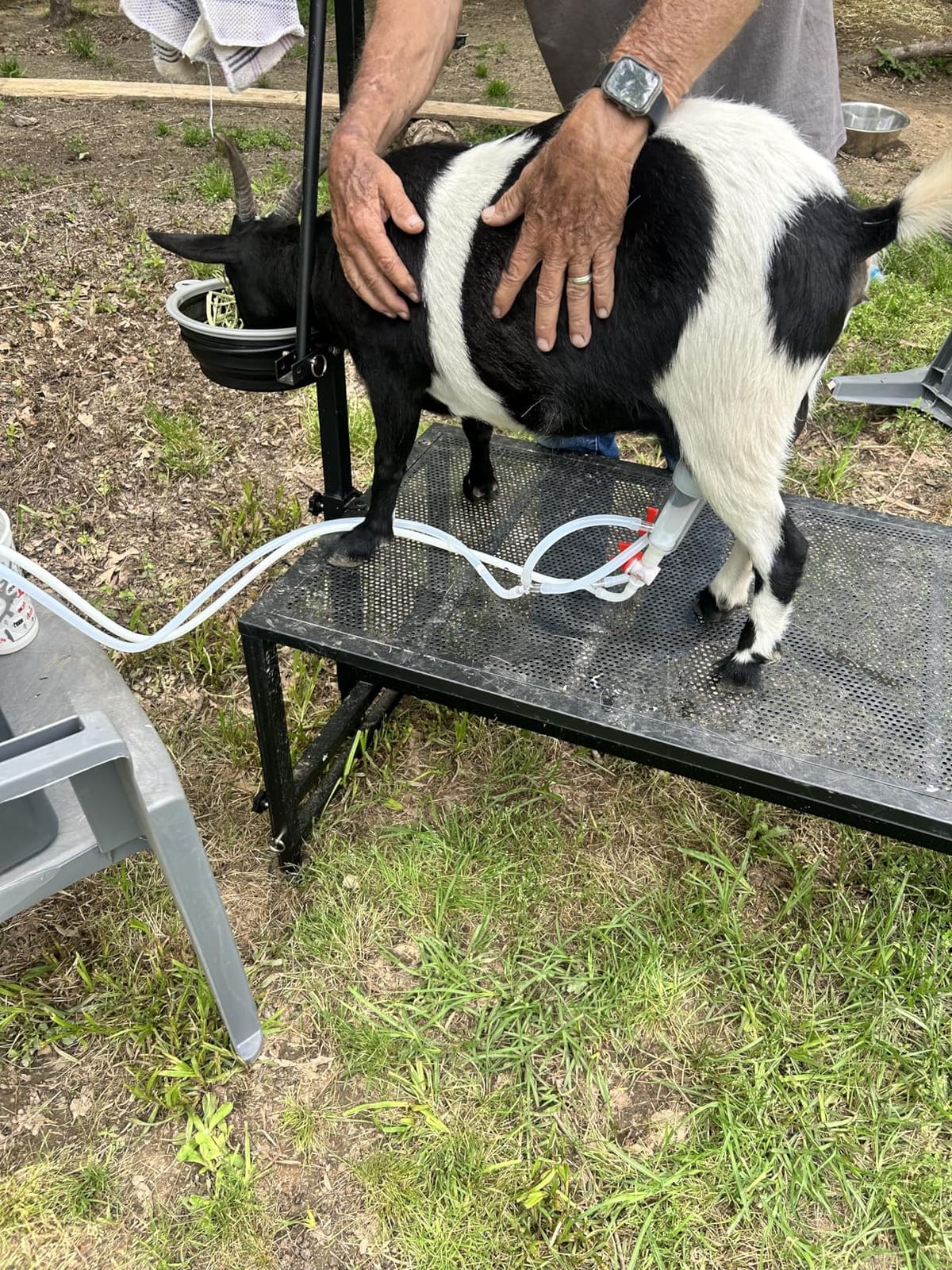 VEVOR Goat Milking Machine, 0.8 Gal / 3 L Food-Grade Stainless Steel Bucket, with 5200 mAh Rechargeable Battery, 2 Teat Cups, Cordless Portable Pulsation Vacuum Electric Milking Machine for Goats Only customer photo 2