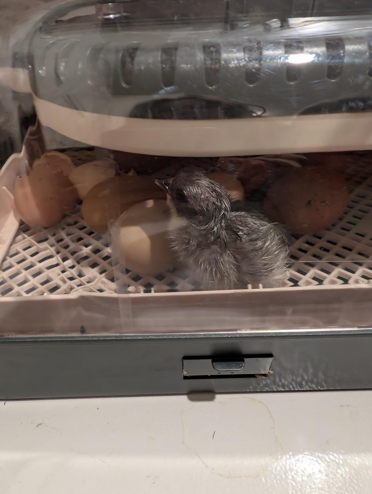 Sailnovo Incubators for Hatching Eggs 70 Egg Incubator with Auto Egg Turning & Auto Humidification, Temperature Control, Incubator for Chicken Duck Quail Eggs, Perfect for Lab School Farm, Gray&Yellow customer photo 1