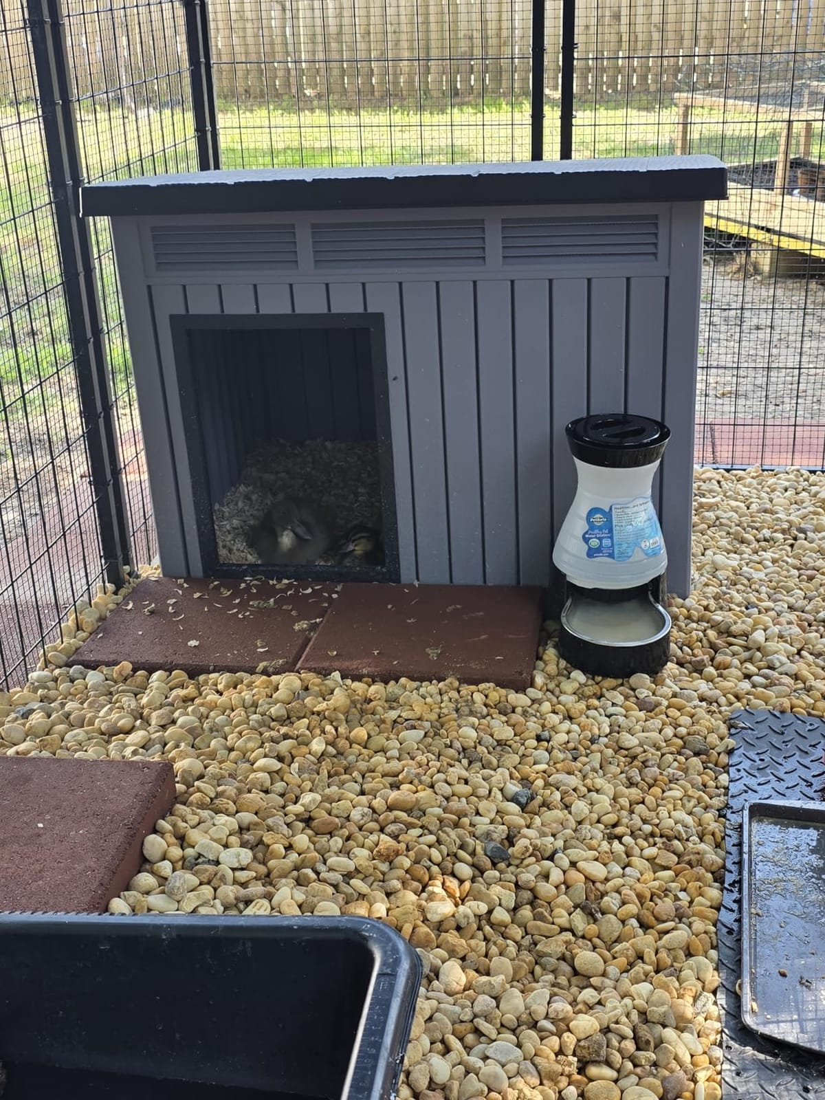 VIXZEN Outdoor Duck/Chicken House, Gray | Resin PP Material, Wood Grain Finish Sloped Roof, Gas Strut Top Opening Ventilated, Spacious Interior & Easy Assembly customer photo 1