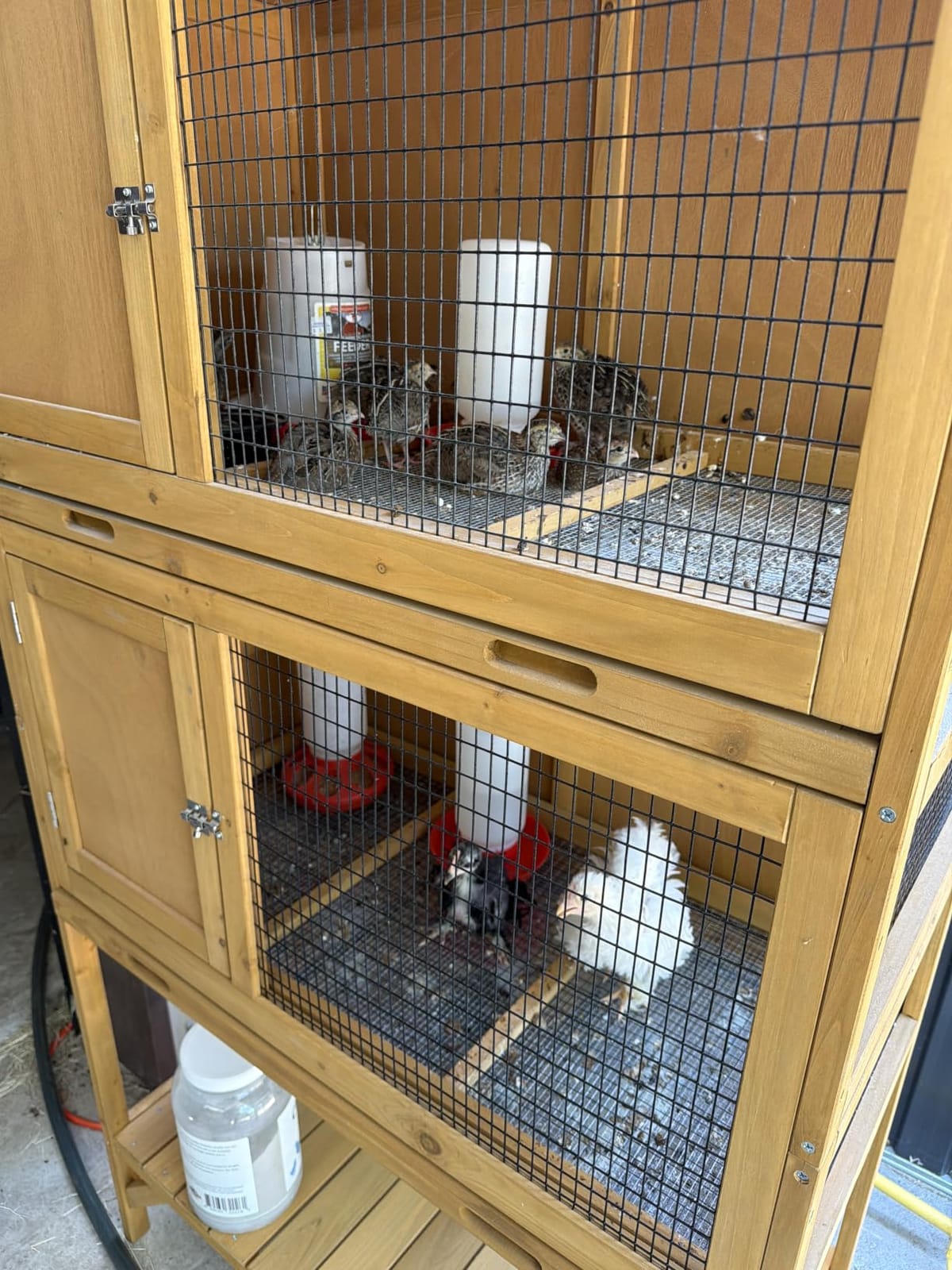 GDLF Wooden Quail Cage Indoor, 2-Tier Quail Coop with Pull-Out Trays | Ideal for indoor quail housing, with a pull-out tray, open shelving, and ventilated panels customer photo 2