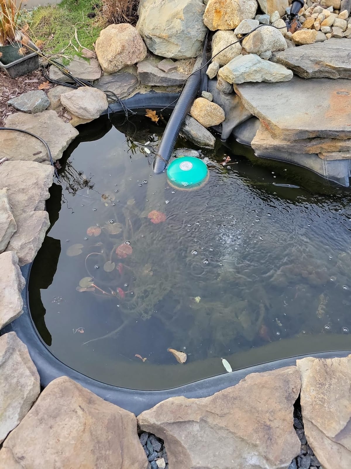 Farm Innovators 1250 Watts 7.5 Inch Cast Aluminum Floating Outdoor Pond De Icer Heater with Built in Thermostat Control and 10 Foot Cord, Green customer photo 1