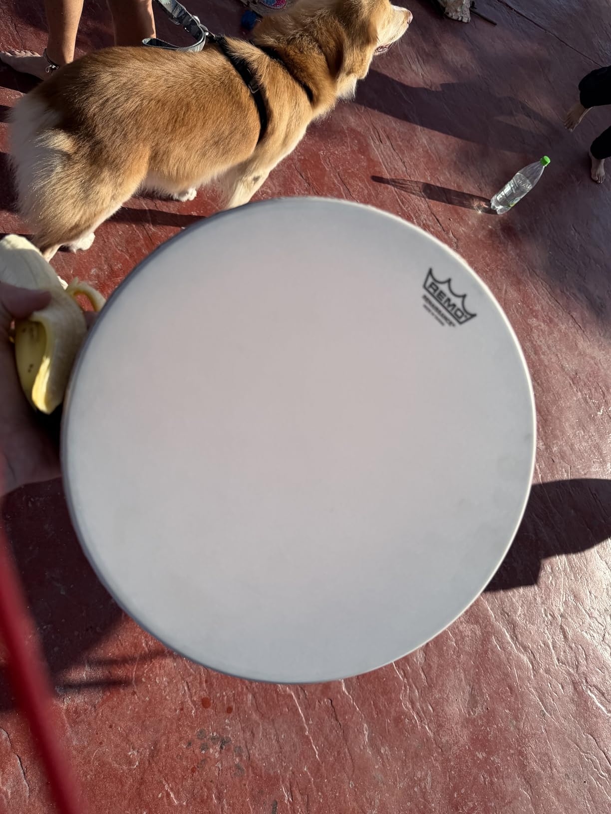 Remo Renaissance Frame Drum, 22 in Pretuned Hand Drum with Warm Resonant Head customer photo 1