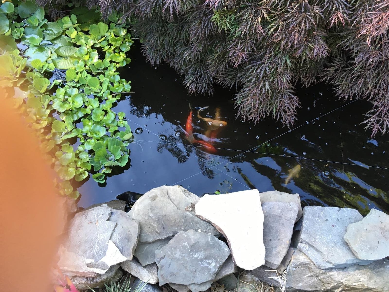 OASE PondoVac Classic Pond Vacuum Cleaner customer photo 1