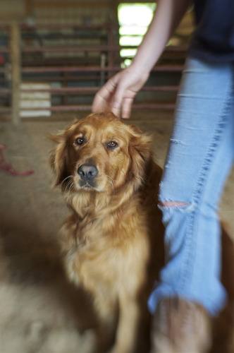 Lensbaby Sweet 35 Optic customer photo 1
