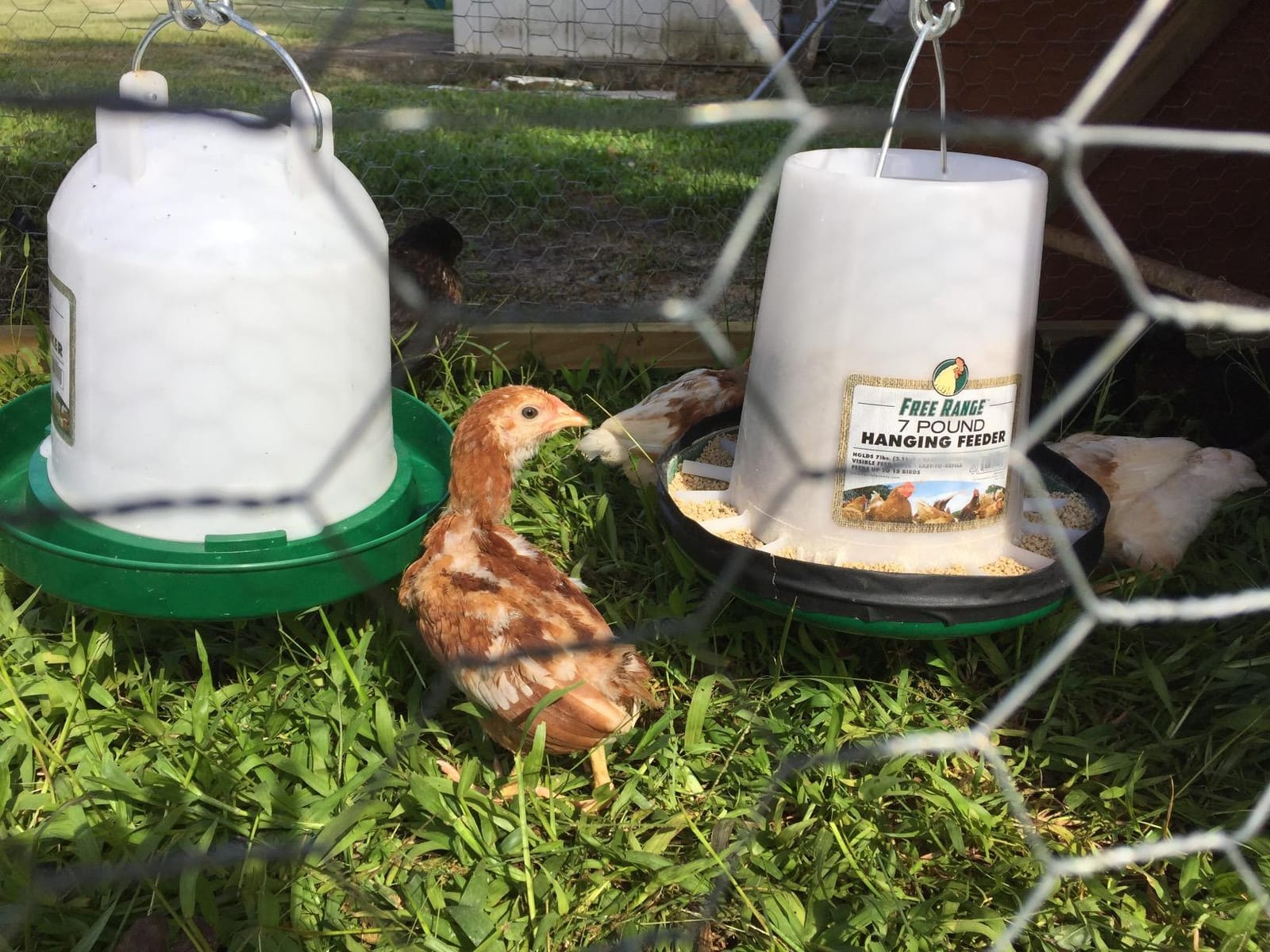 Harris Farms 1000264 Hanging Poultry Drinker, 3.5 Gallon customer photo 2