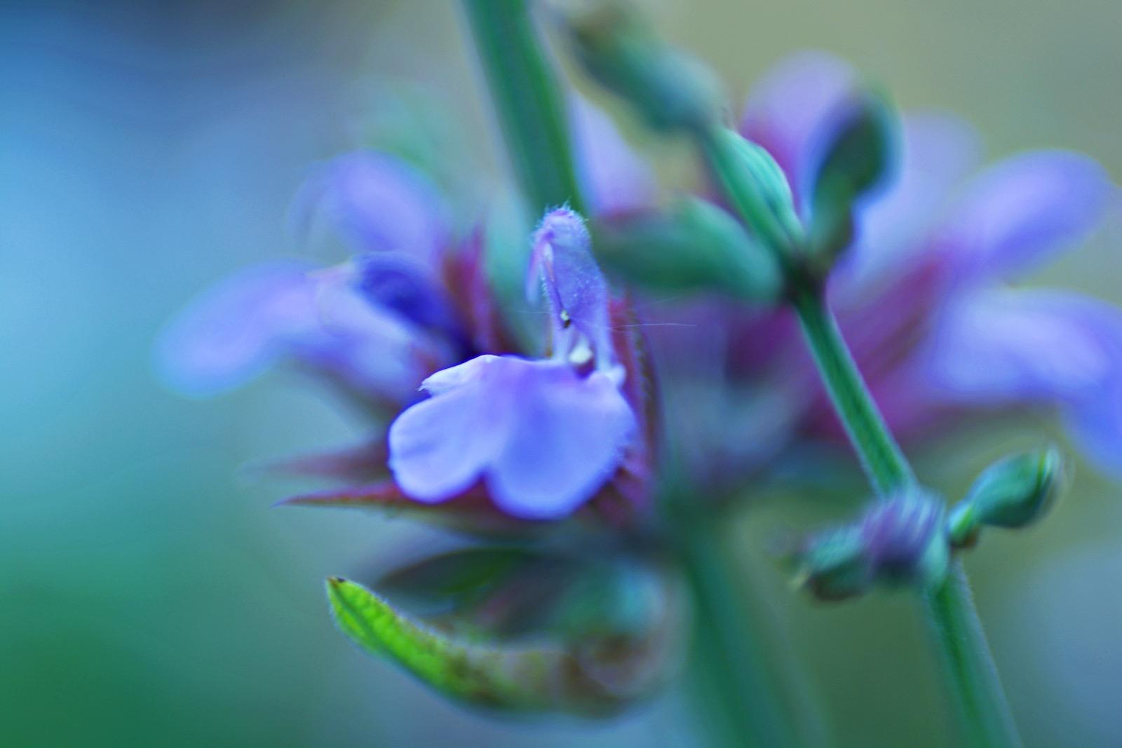 Lensbaby Macro Converters 8mm Converter and 16mm Converter customer photo 1