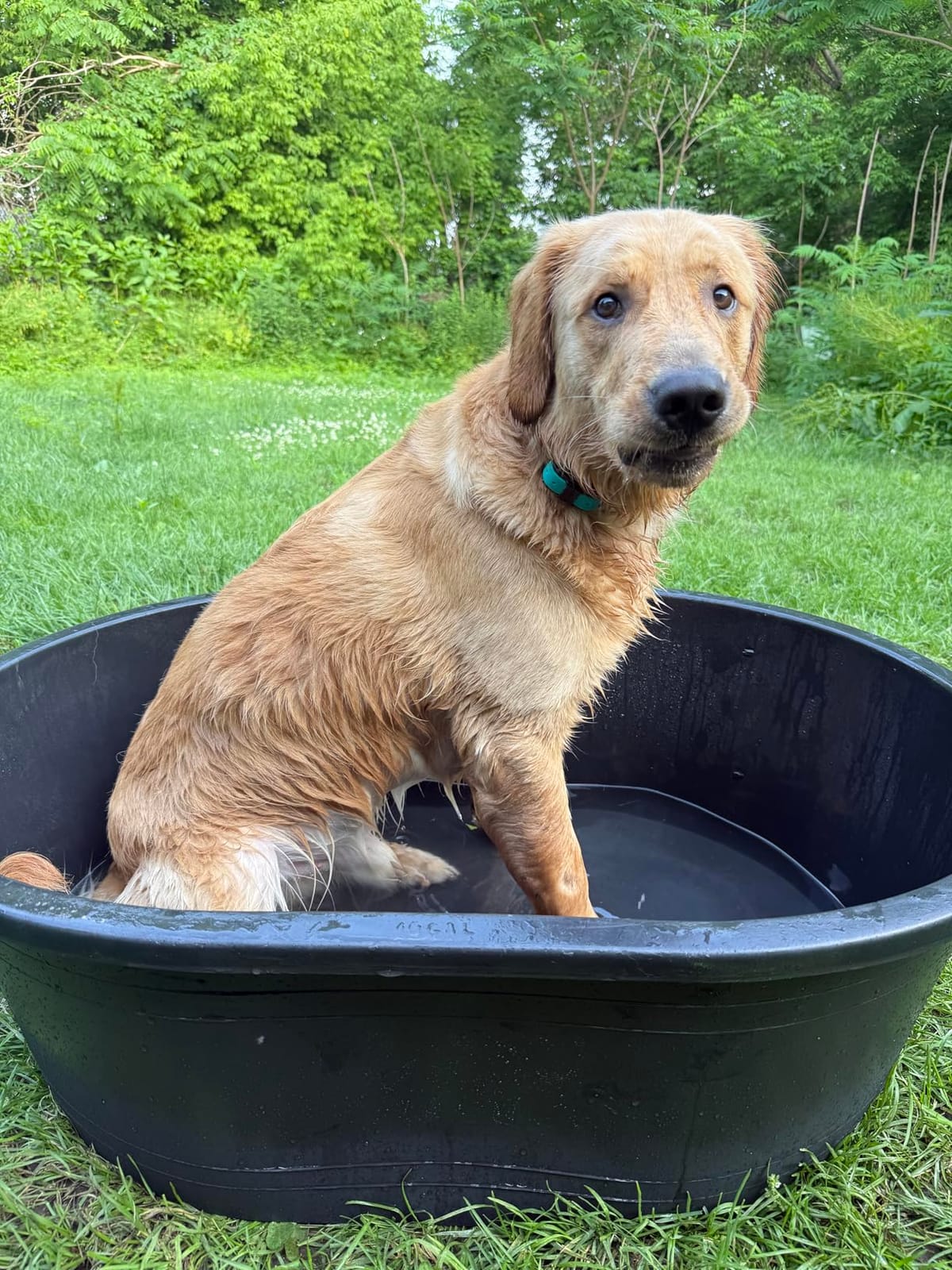 Little Giant® Poly Oval Stock Tank | Water Trough | Plastic Pond Tub | Heavy Duty Feeding & Watering Trough for Livestock | 150 Gallons customer photo 2