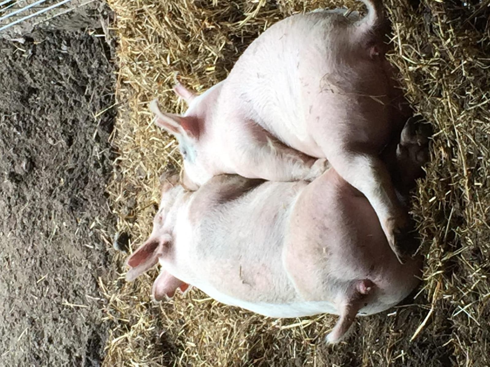 Brower 11H Single Door Automatic Easy Hog Feeder for Supplemental Feeding, 4 Week Old Piglets to Adult Sows, Farm Accessory, 1.5 Bushel or 50 Pounds customer photo 2