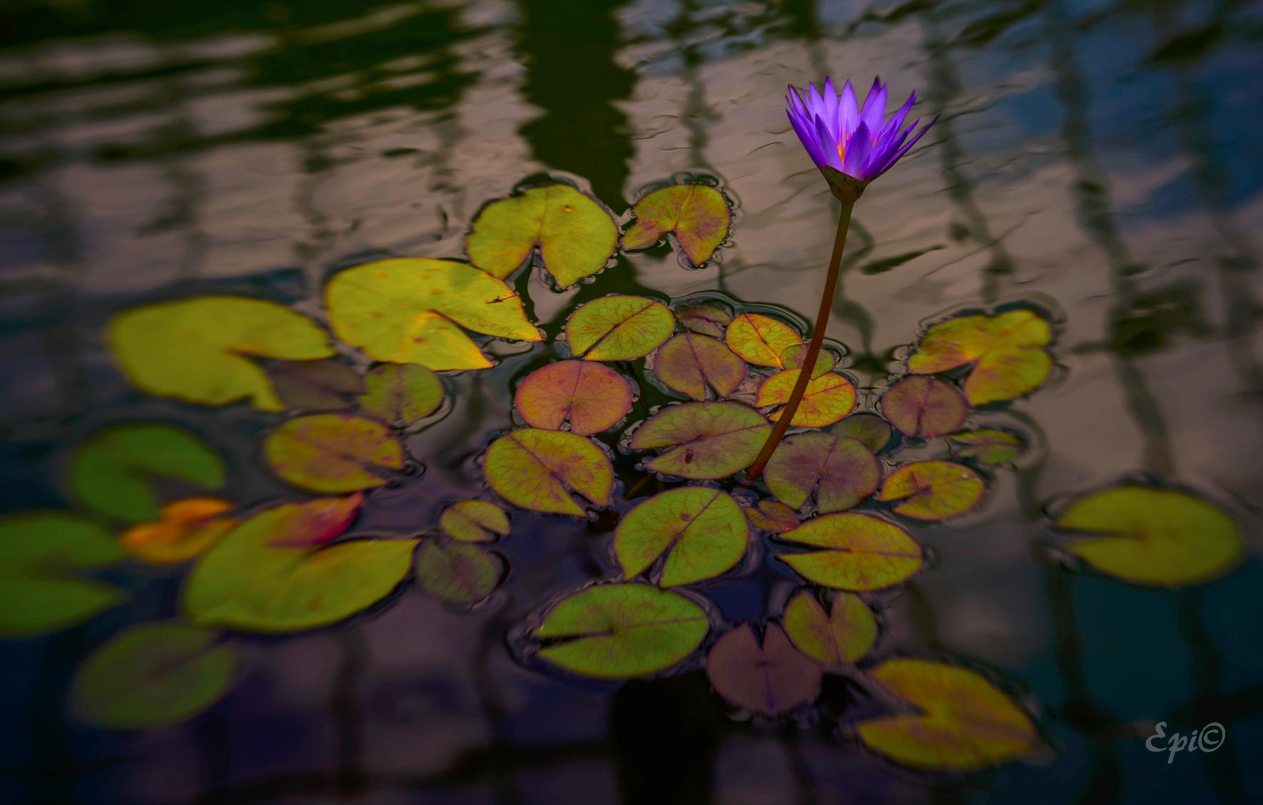 Lensbaby Spark for Nikon customer photo 1