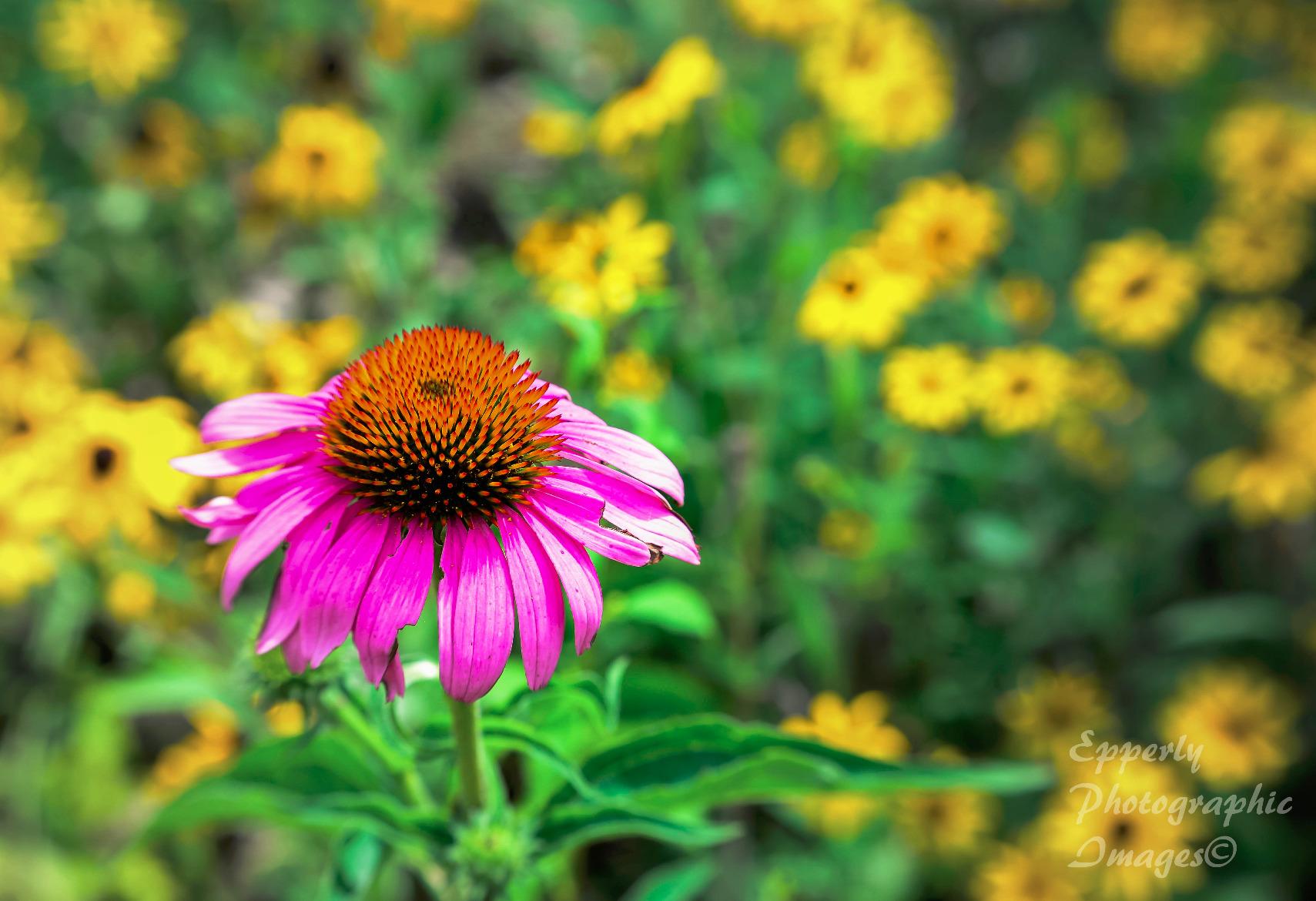 Lensbaby Spark for Nikon customer photo 2