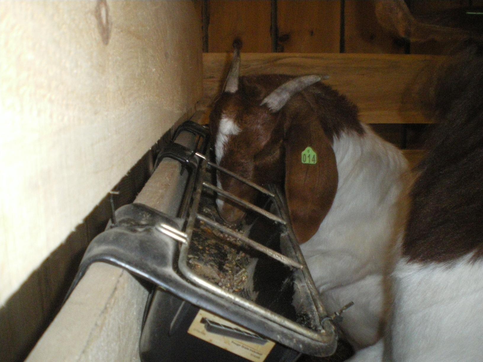 Little Giant® Hook Over Goat Trough | Fence Feeder Trough | Hook and Mount Feeder | 9 Quart customer photo 1