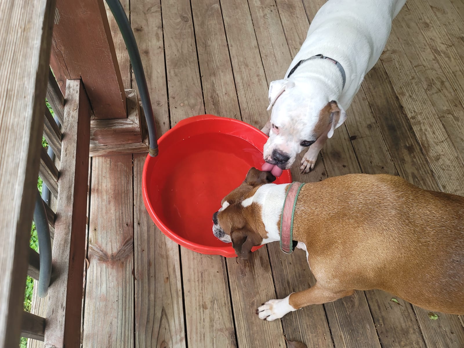 Little Giant® Plastic All-Purpose Tub | Plastic Pond Tub | Feed Tub | Durable Plastic Livestock Feeding Pan with Hand Grips | Made in USA | 6.5 Gallons | Green customer photo 1