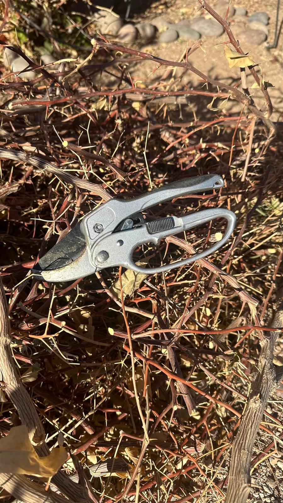 The Gardener's Friend Heavy Duty Ratchet Pruning Shears, Anvil customer photo 2