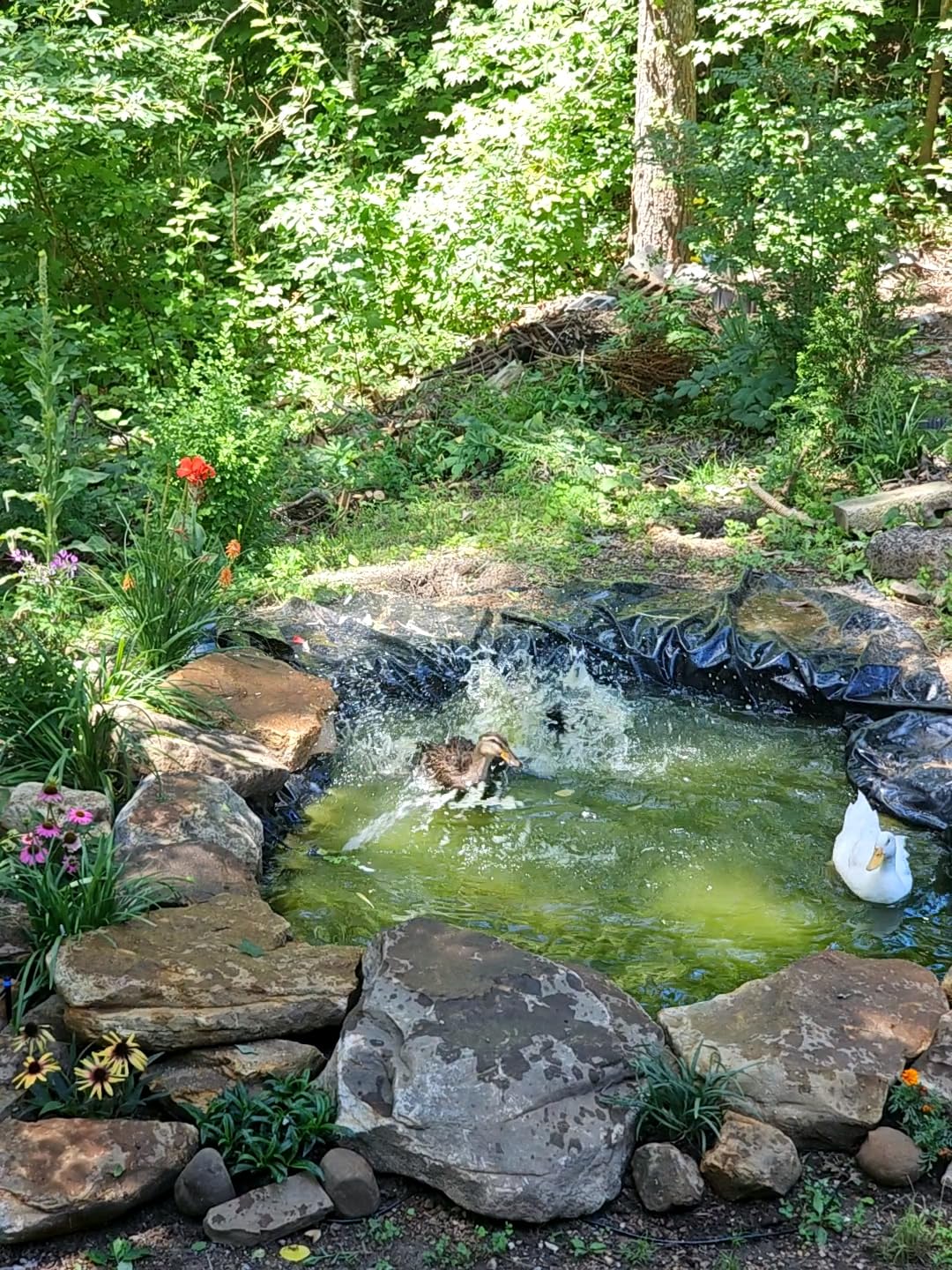 Beckett Corporation Flexible Pre-Cut PVC Liner - Ideal for Small Ponds, Koi Ponds, Water Gardens, and Fountains - 8 Foot x 10 Foot, Black, 8 Foot x 10 Foot Pond Liner - customer photo 2