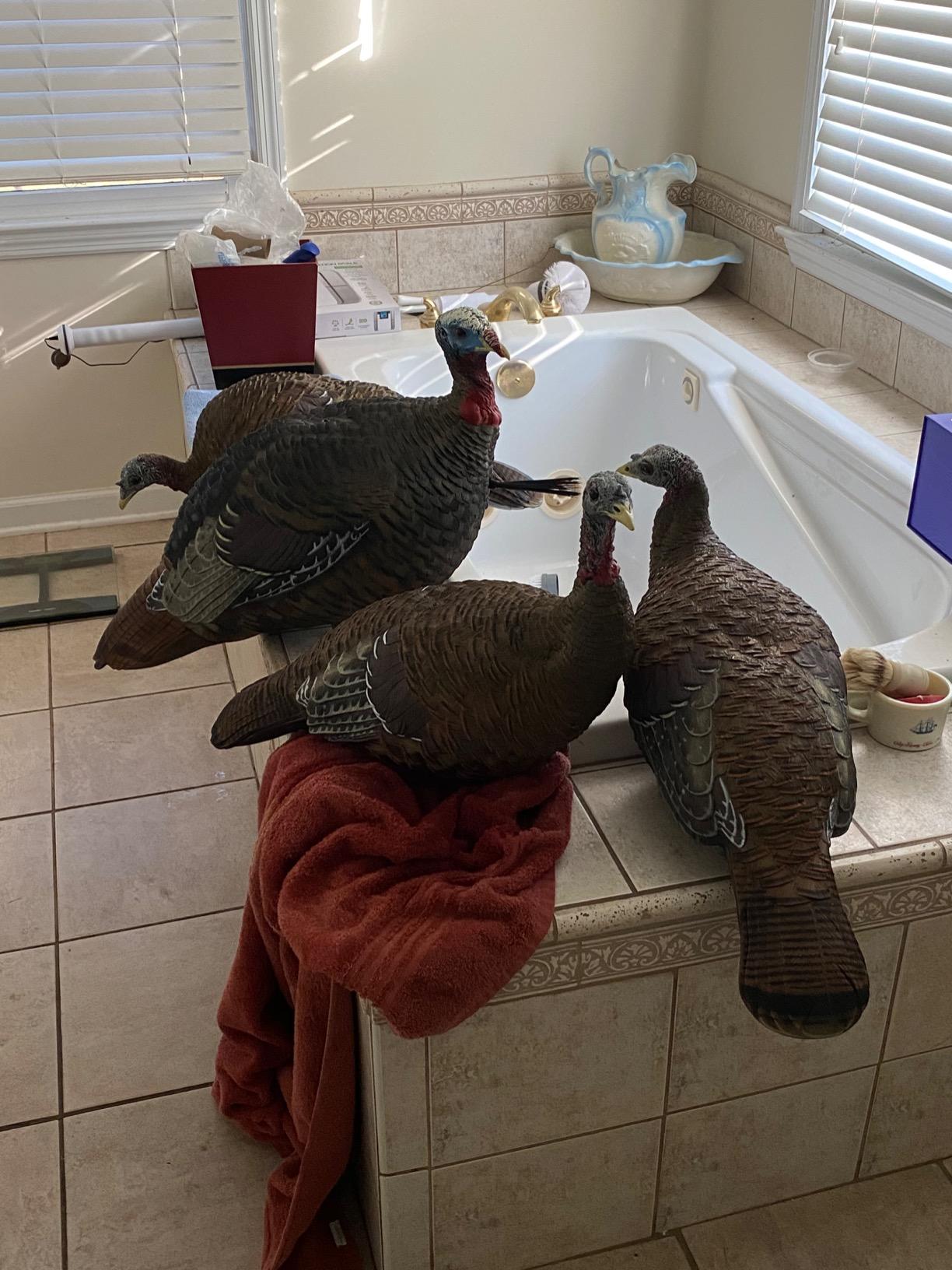 Avian X LCD Lookout Hen Turkey Decoy customer photo 1