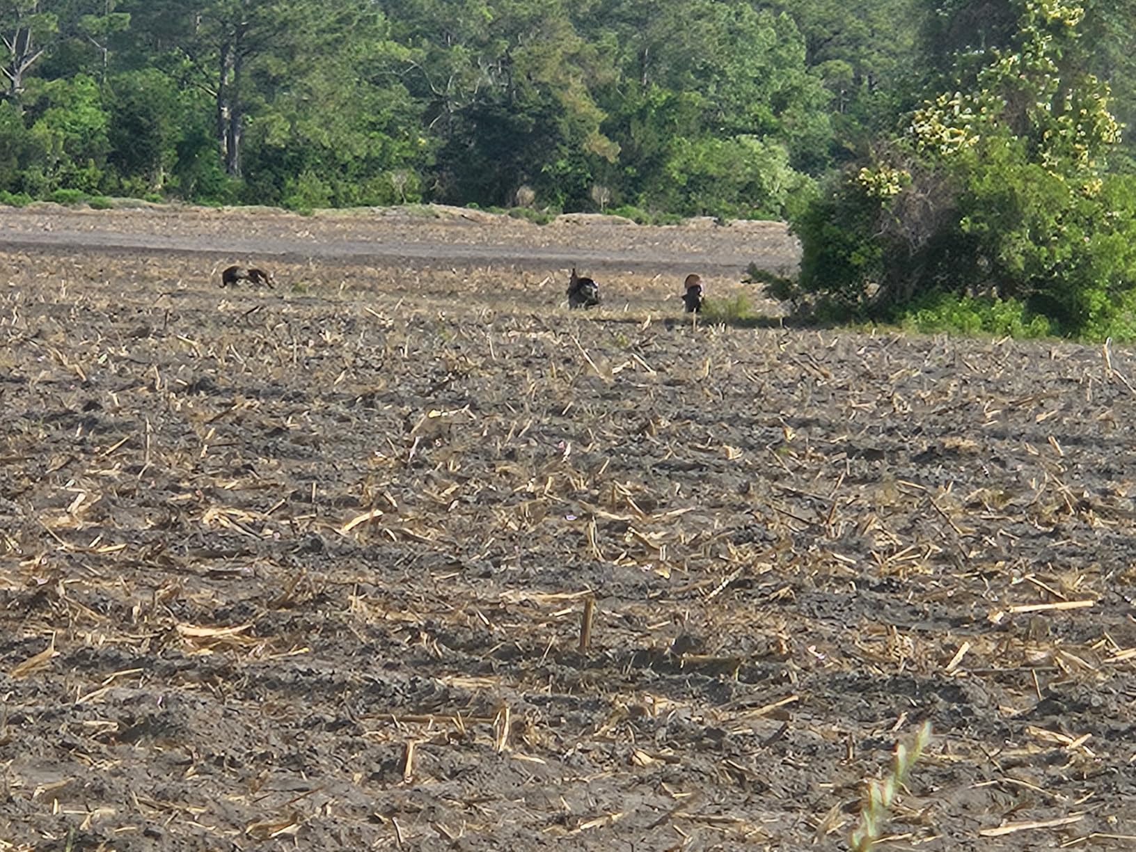 AVIAN-X LCD Feeder Hen Turkey Decoy | Durable Realistic Lifelike Collapsible Standing Hunting Decoy with Carry Bag & Stake, AVX8007 customer photo 2