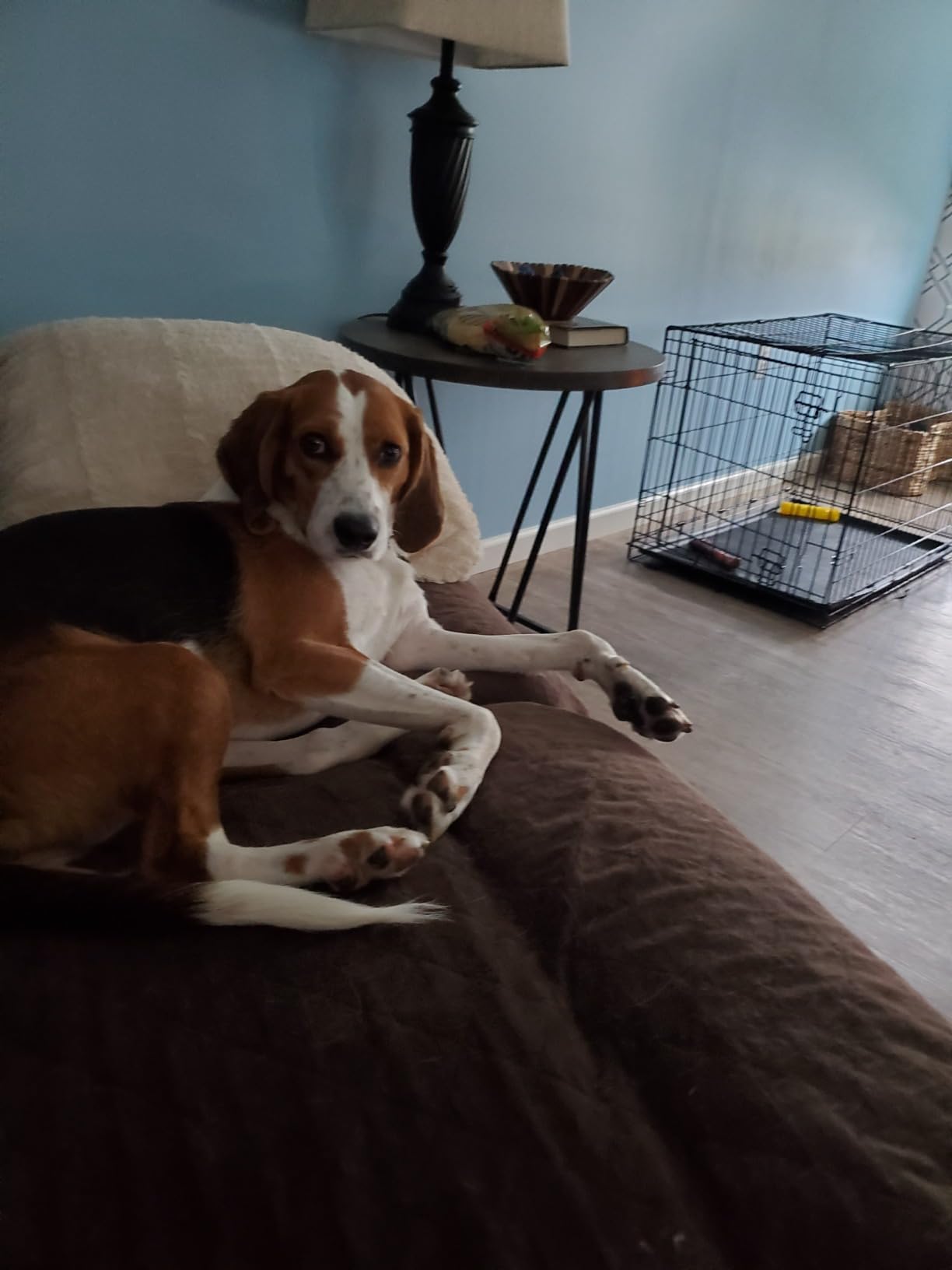 PetSafe Happy Ride Metal Dog Barrier customer photo 2