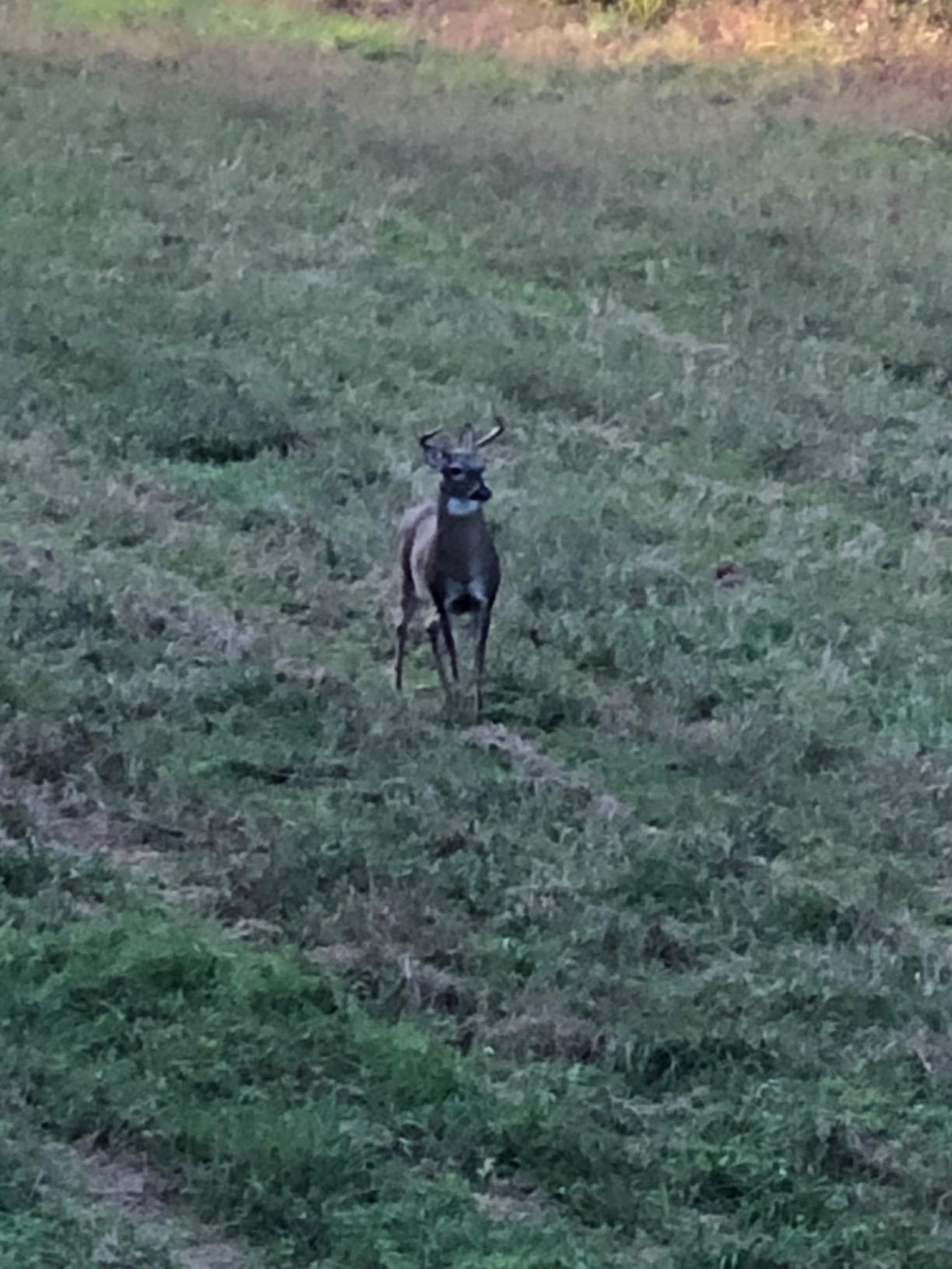 The Freshman (Whitetail Buck) by Montana Decoy customer photo 1