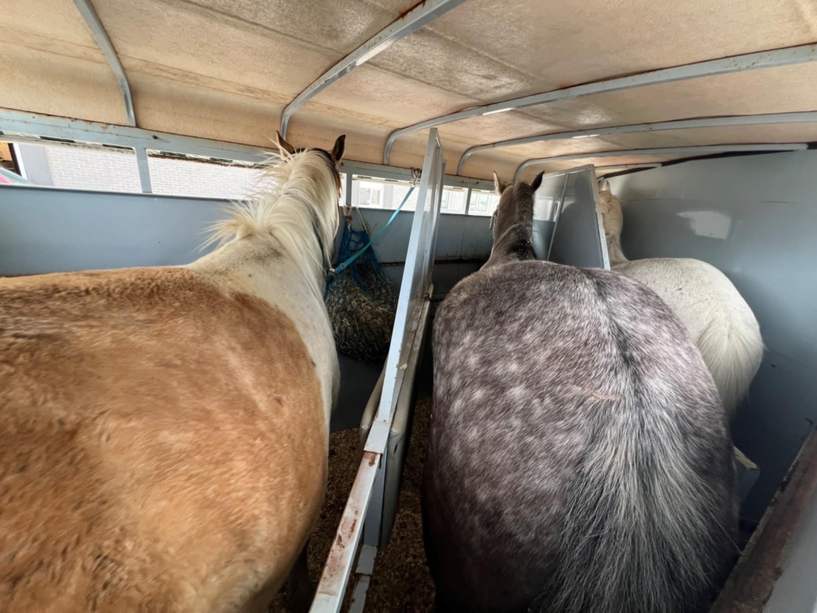 Weaver Equine Slow Feed Hay Net, 36” Small Hole Synthetic Rope Horse Hay Feeder for Slower Feeding, Ideal Horse Hay Net for Horse or Goat Shows customer photo 1