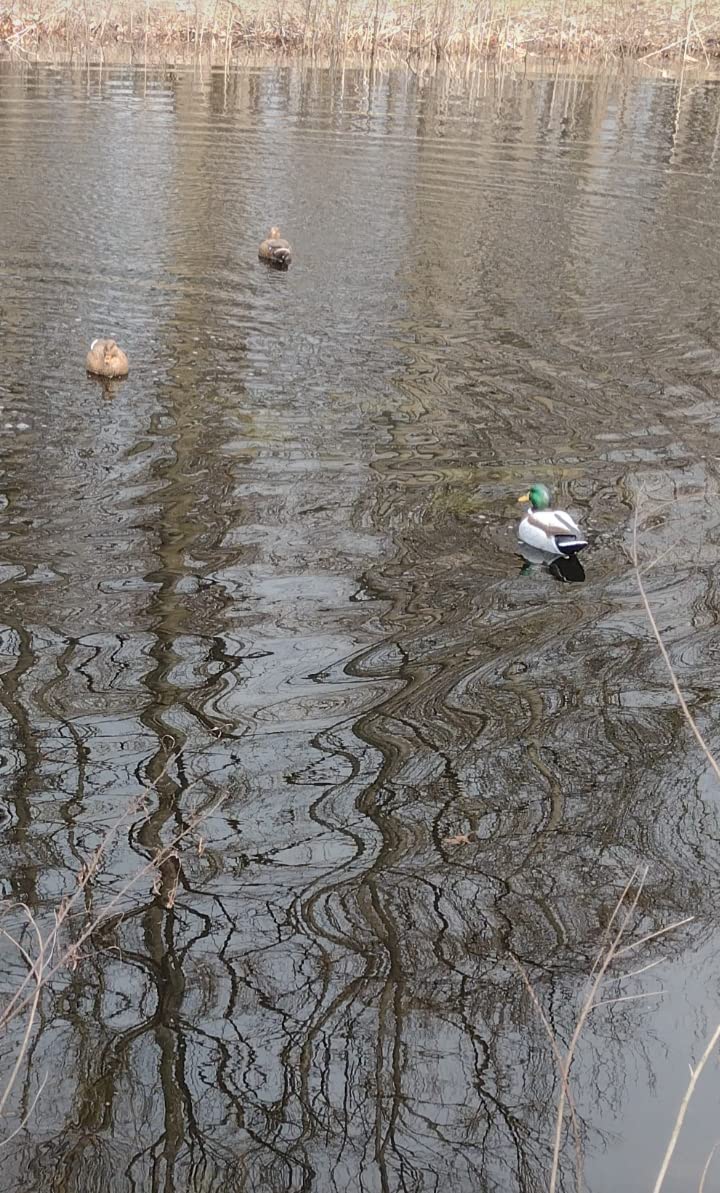 Flambeau Outdoors Storm Front 2 Mallard Decoys, Classic Floaters, 6-Pack customer photo 2