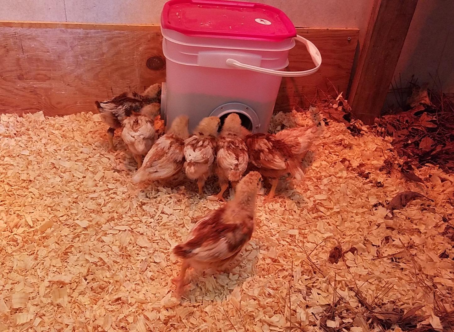 RentACoop 25lb Chicken Feeder with 4 Large Ports - Center Placement customer photo 1