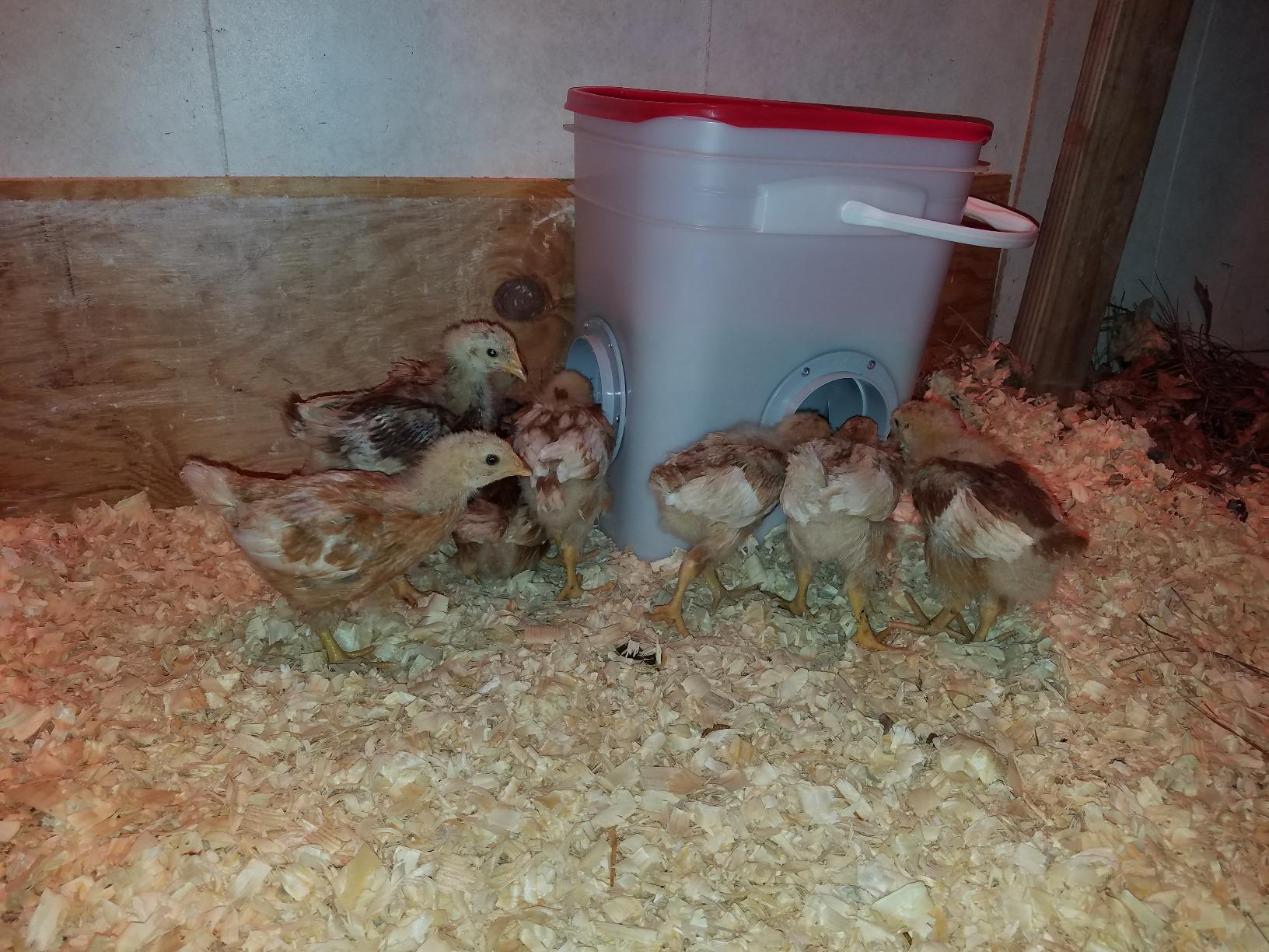 RentACoop 25lb Chicken Feeder with 4 Large Ports - Center Placement customer photo 2