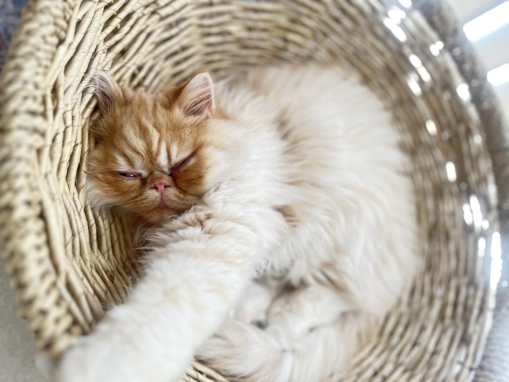 Catit Senses 2.0 Long Hair Cat Grooming Kit customer photo 1